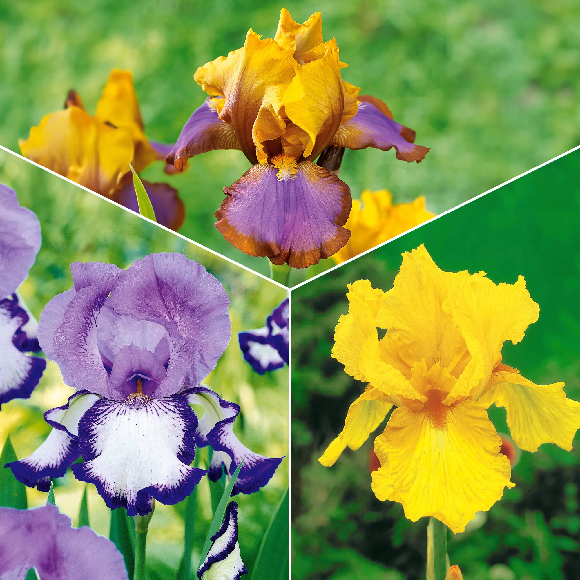 Tuiniris collectie: Lasso, Border, Sangreal (x6)
