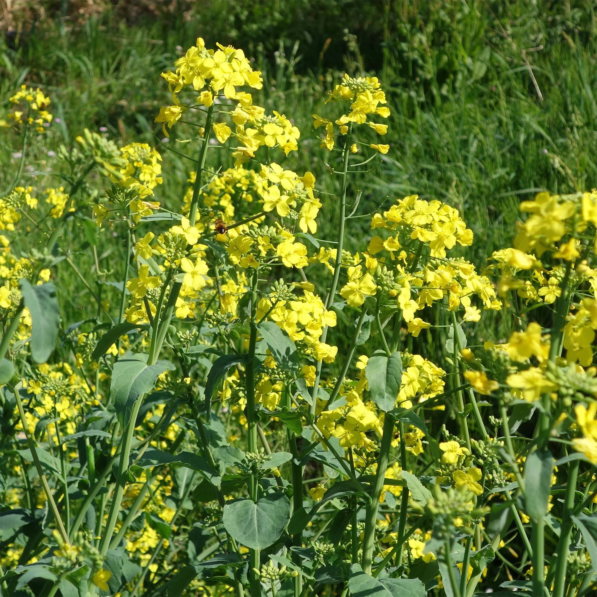 Tuinkers - Image 3