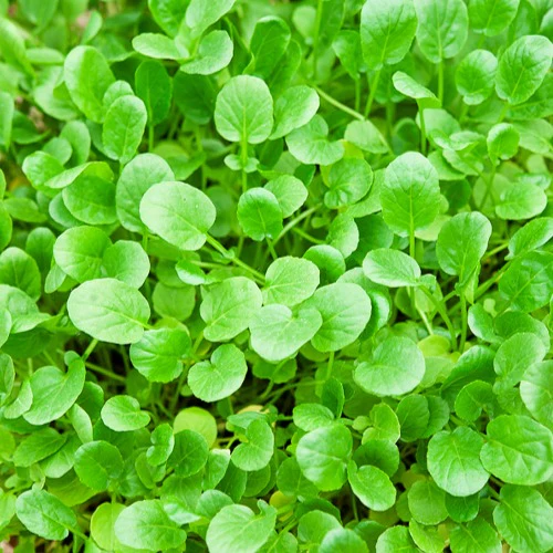 Tuinkers - Image 4