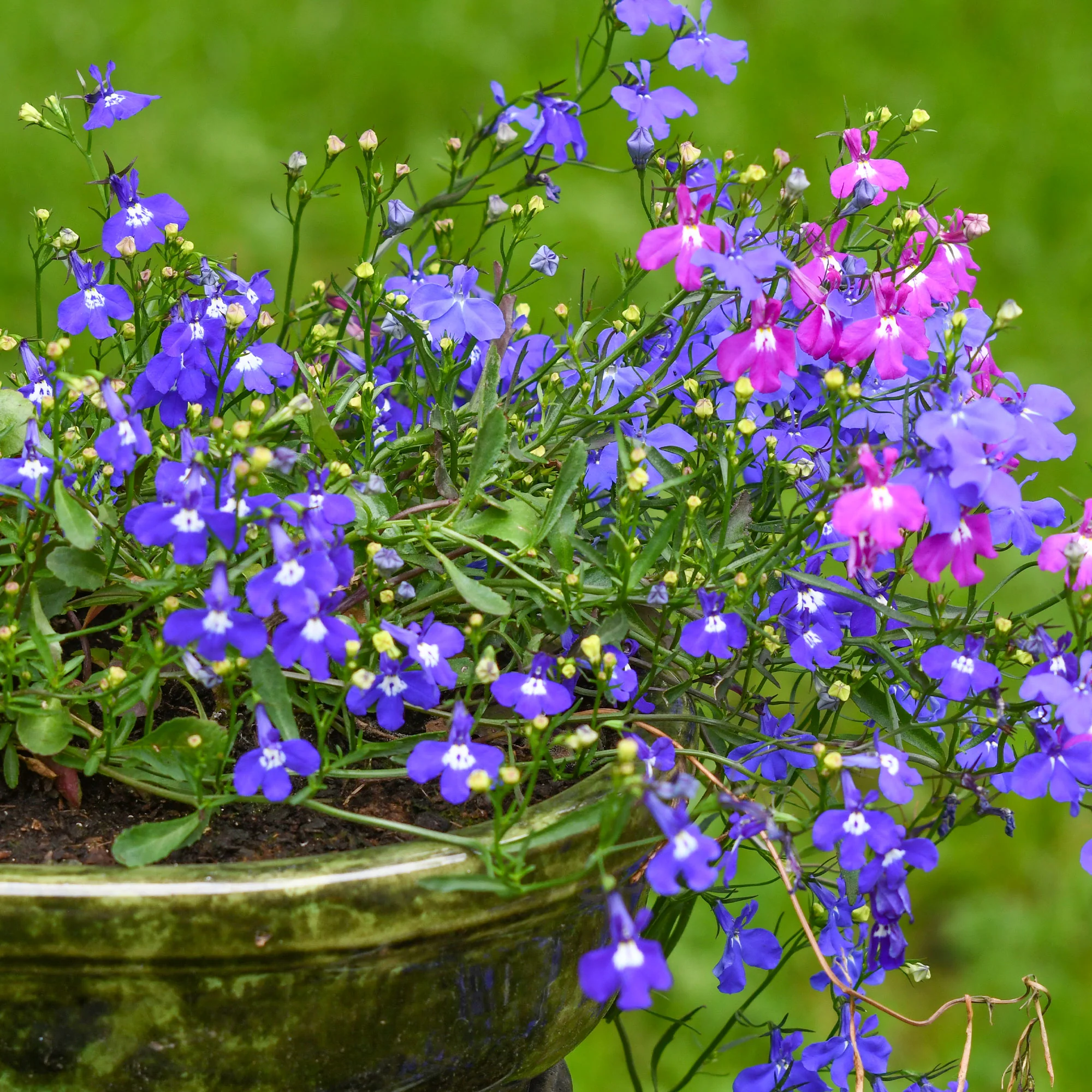 Tuinlobelia Mix 'Magic Circles' - Image 2
