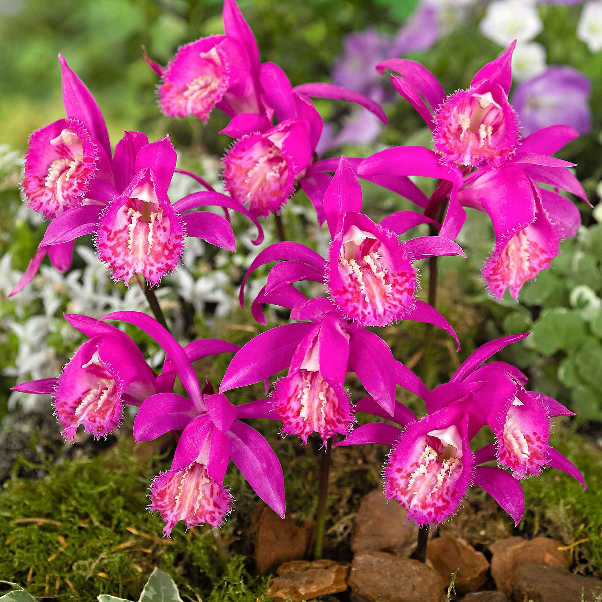 Tuinorchidee 'Tongariro'