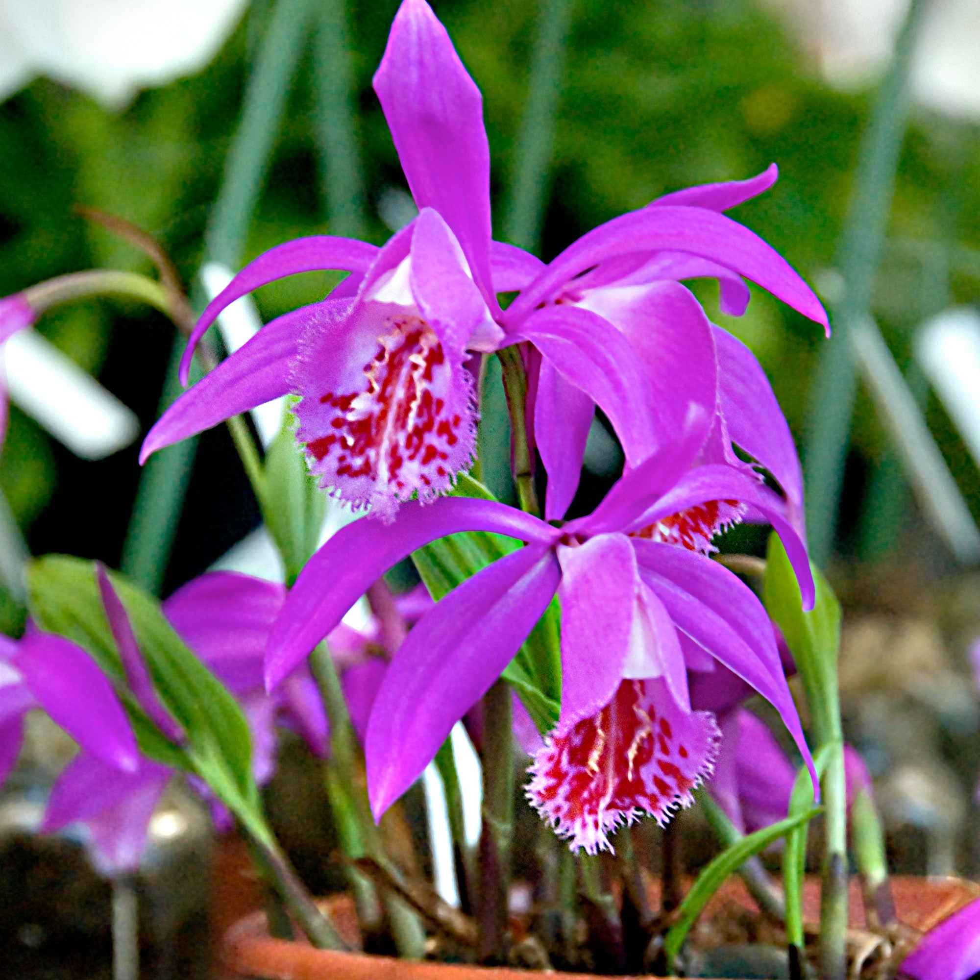 Tuinorchidee 'Tongariro' - Image 2