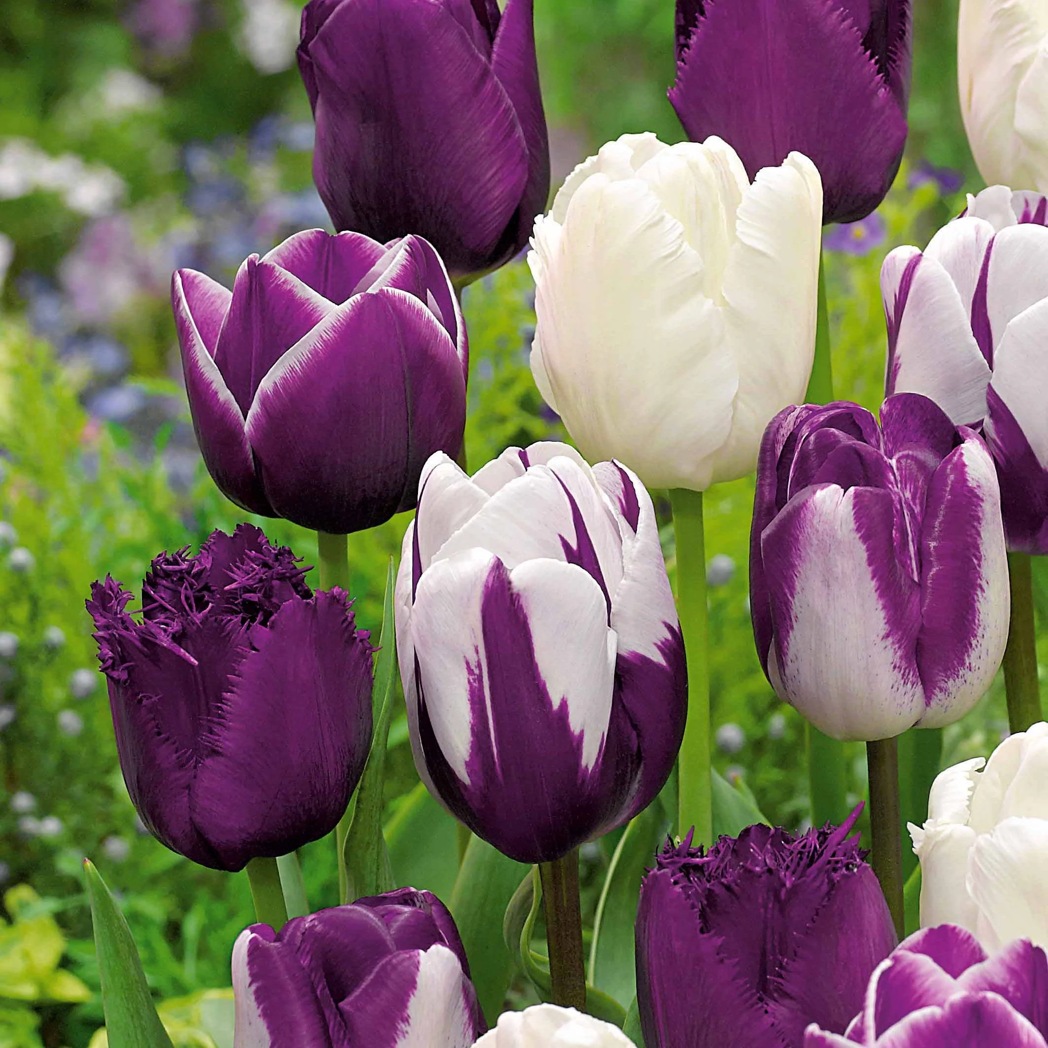 Tulp Mix (x10) - Image 2