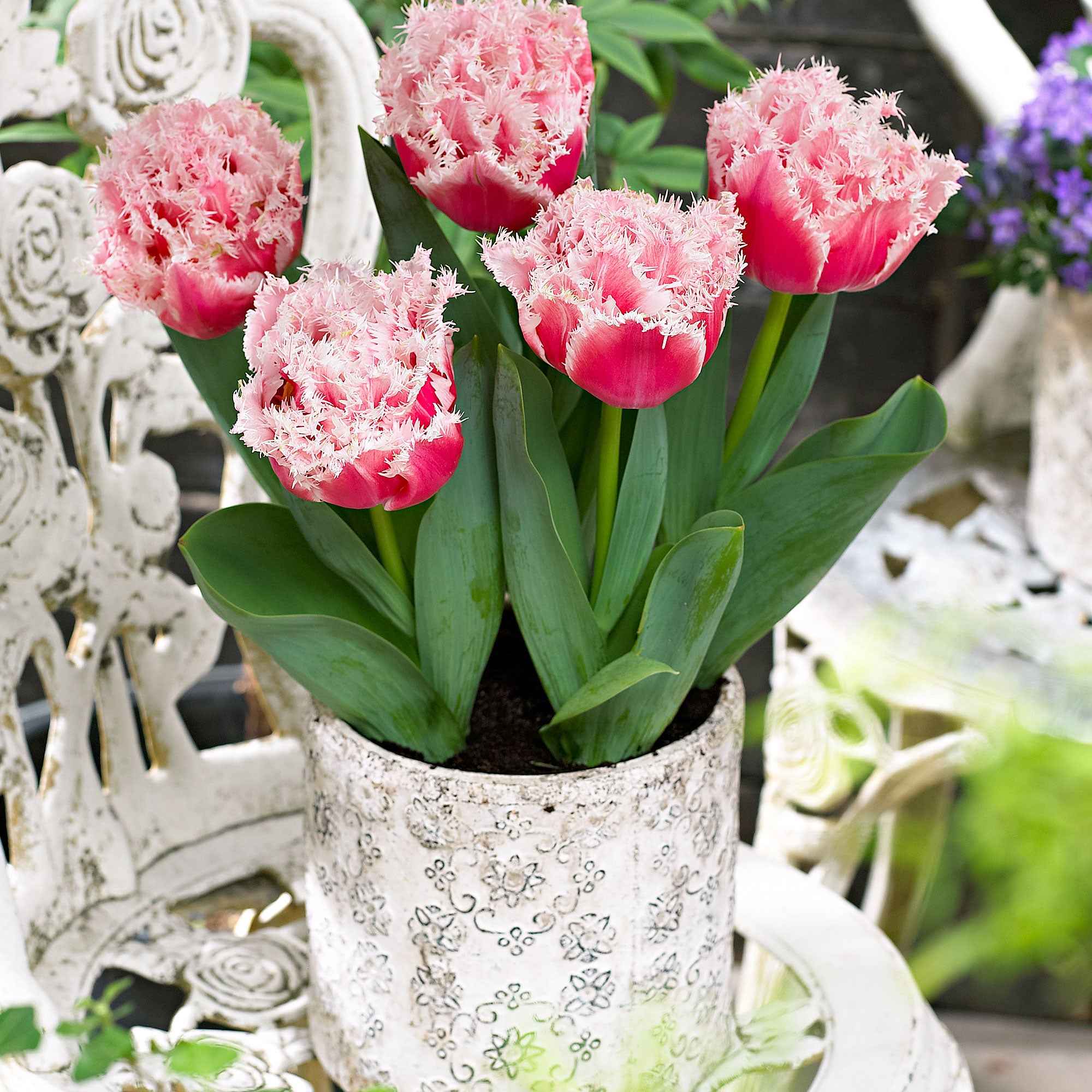 Tulp 'Queensland' (x5) - Image 3