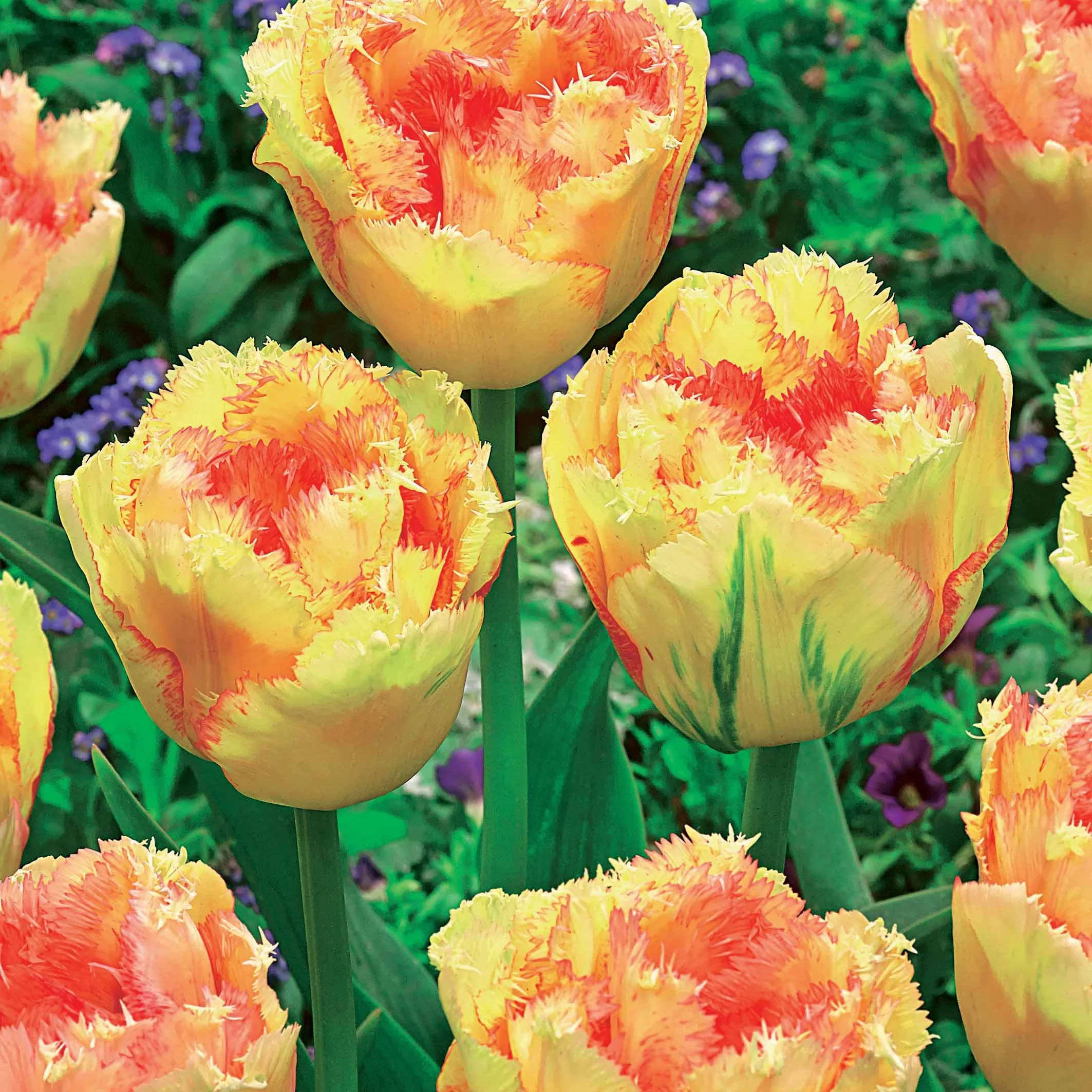Tulp 'Vaya con Dios'