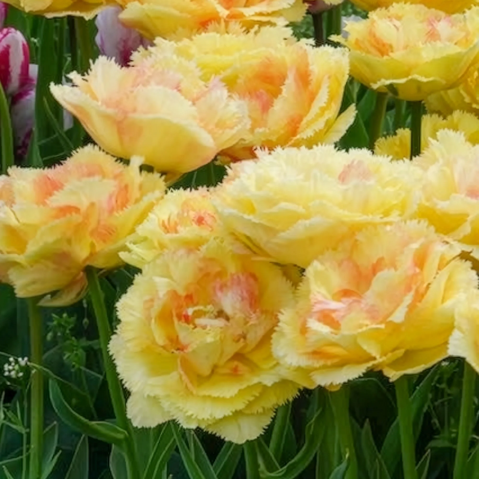 Tulp 'Vaya con Dios' - Image 3