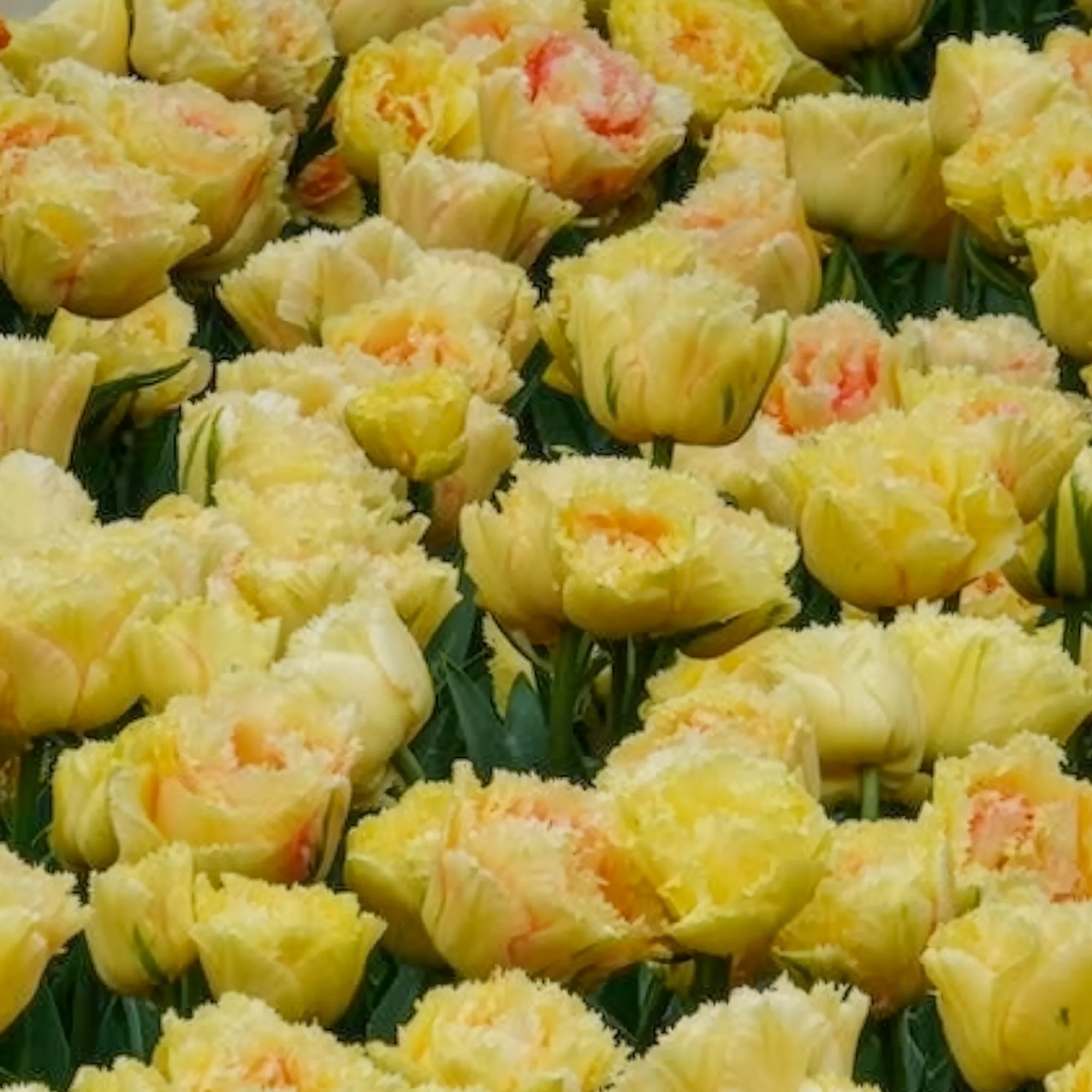 Tulp 'Vaya con Dios' - Image 4