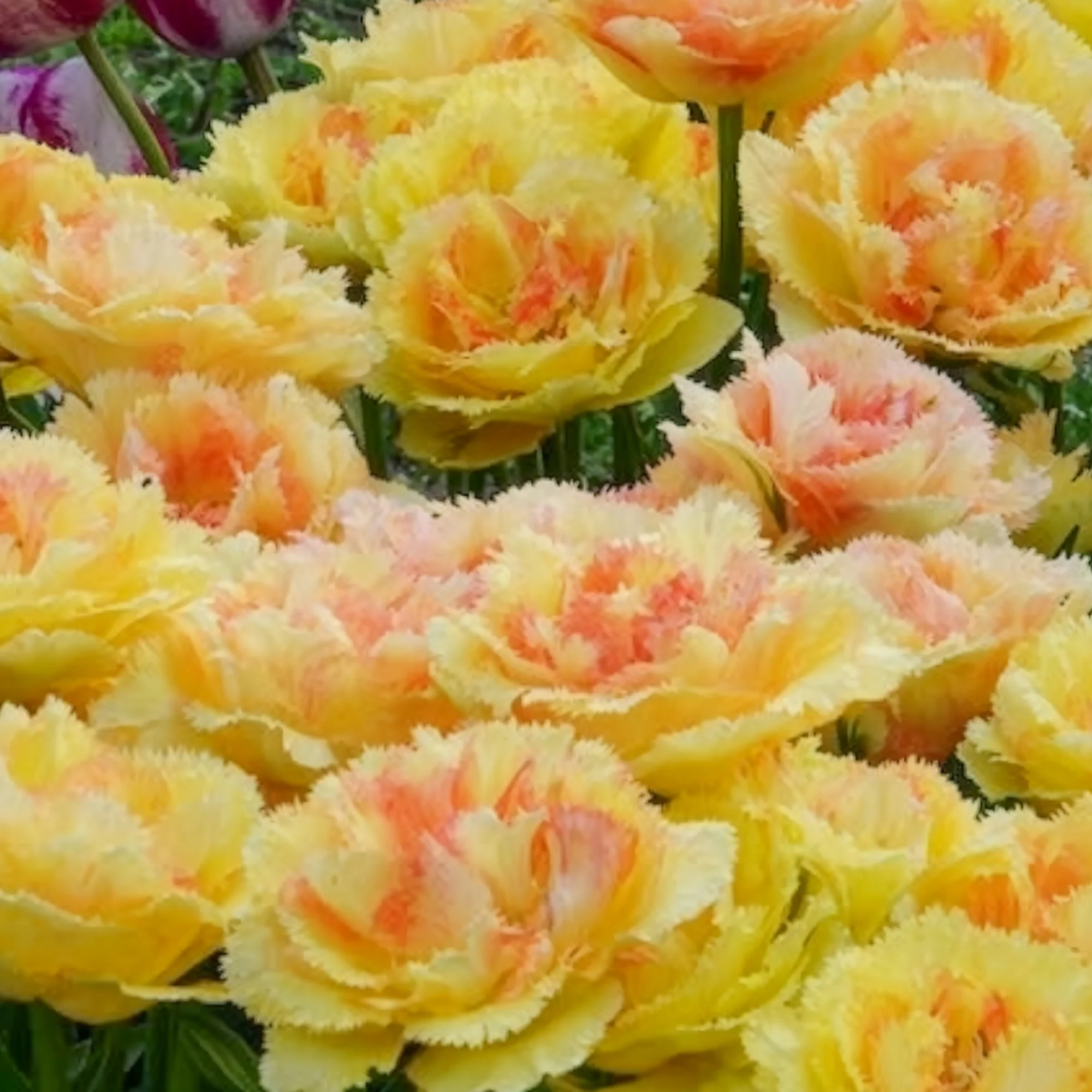 Tulp 'Vaya con Dios' - Image 5