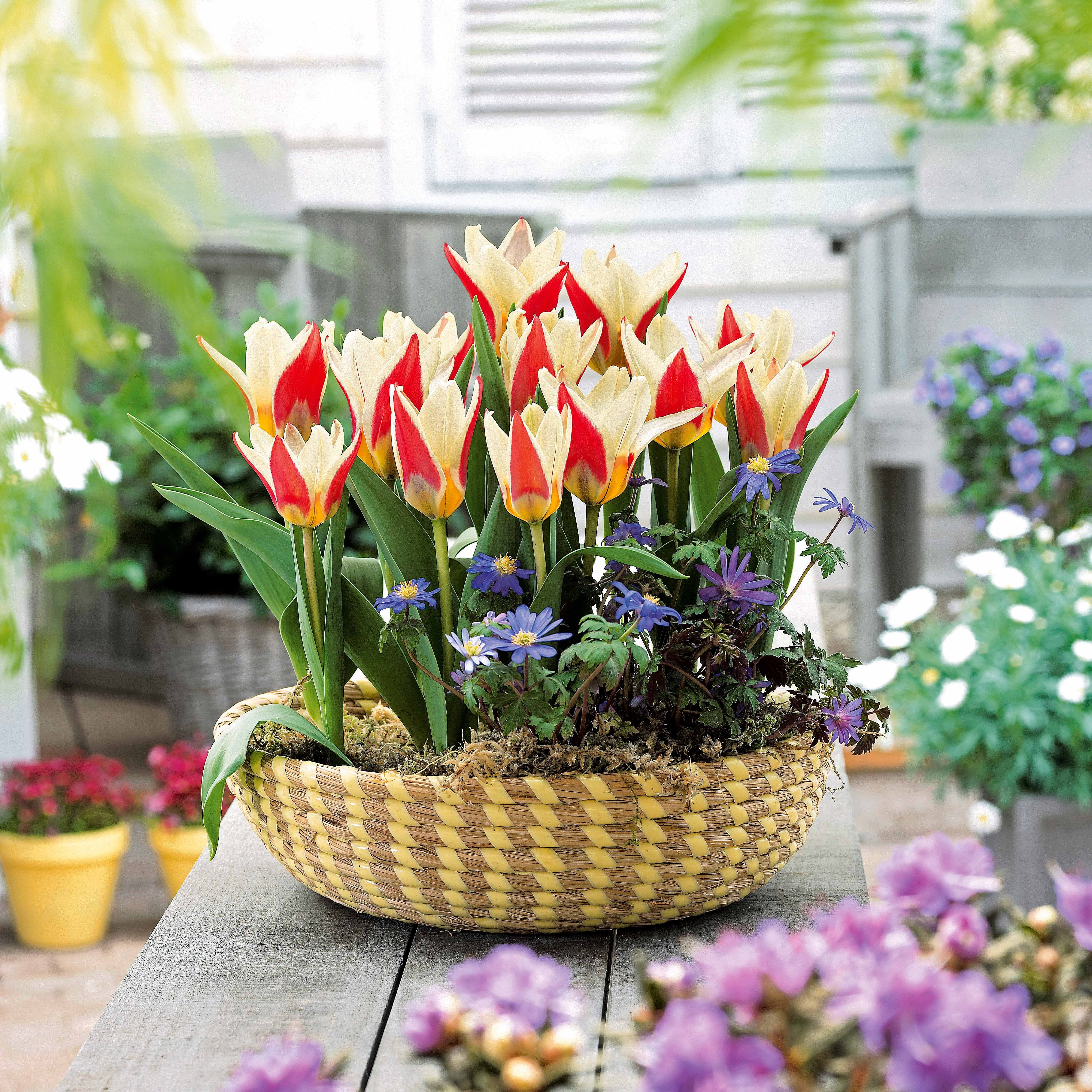 Tulpen The First
