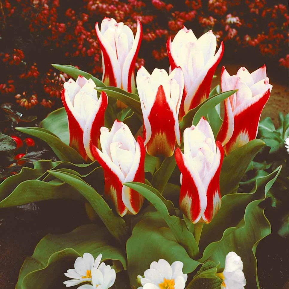 Tulpen The First - Image 2