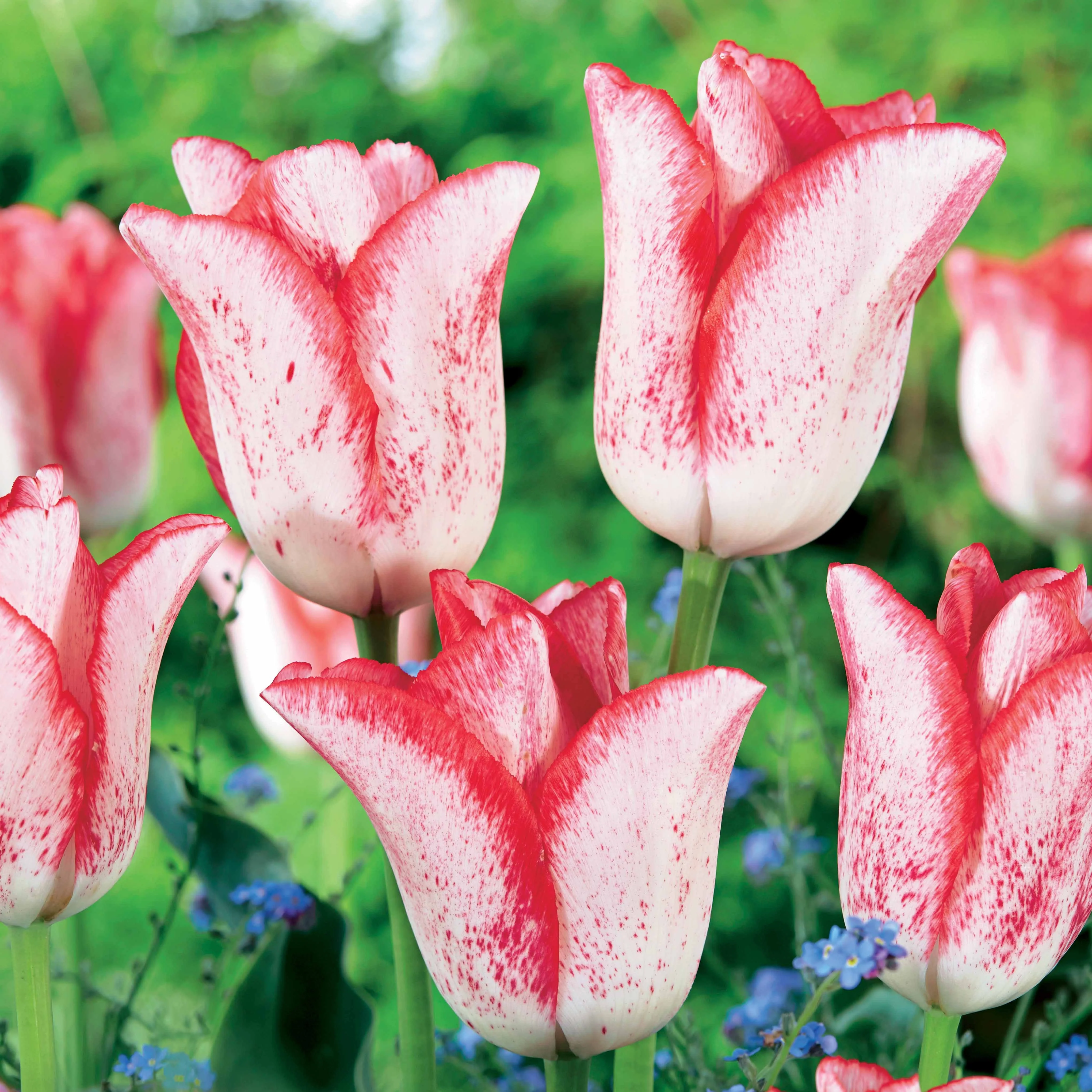 Tulpen 'Beauty Trend' (x10)