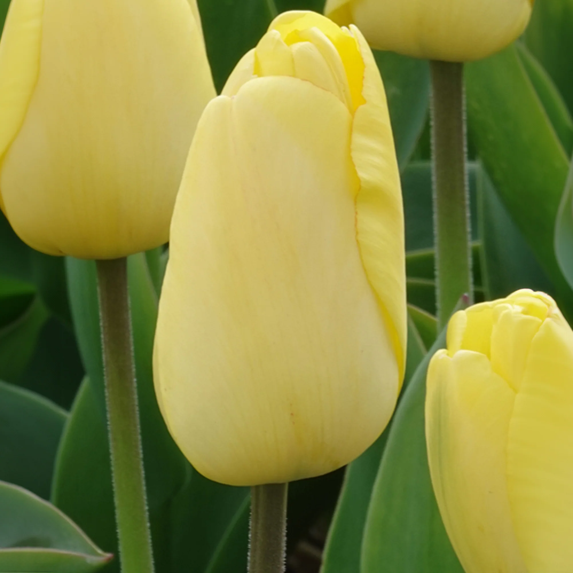 Tulpen Darwin Golden parade