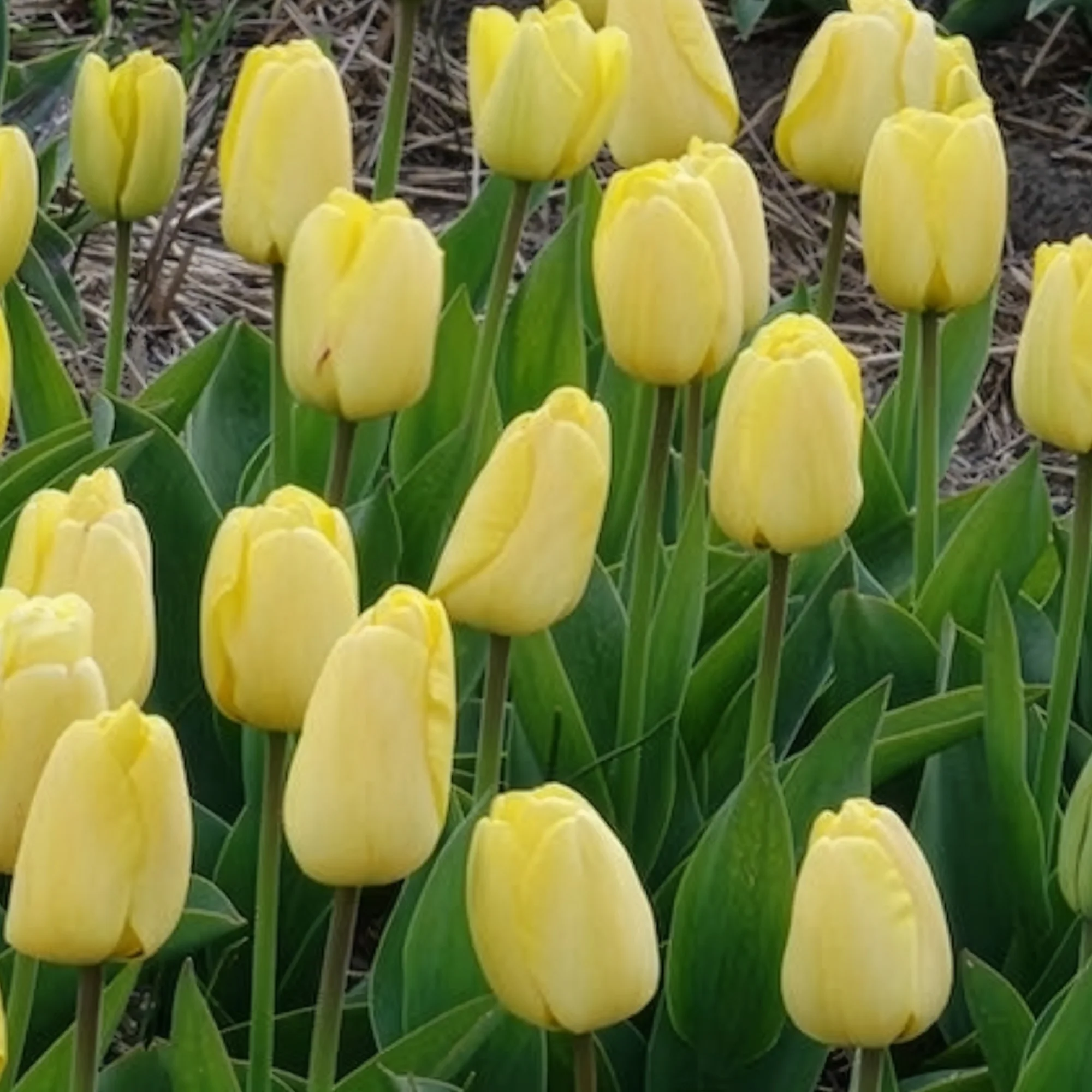 Tulpen Darwin Golden parade - Image 10