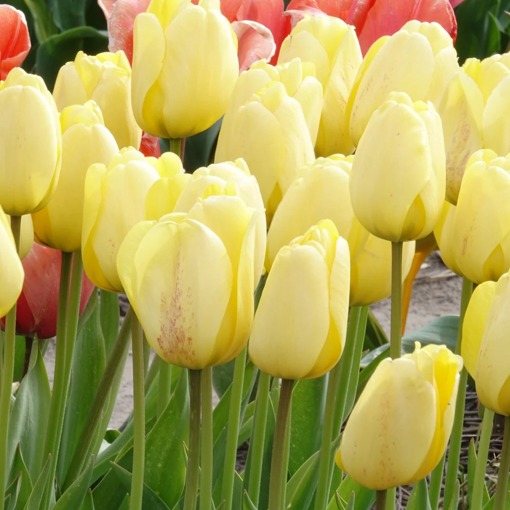 Tulpen Darwin Golden parade - Image 2
