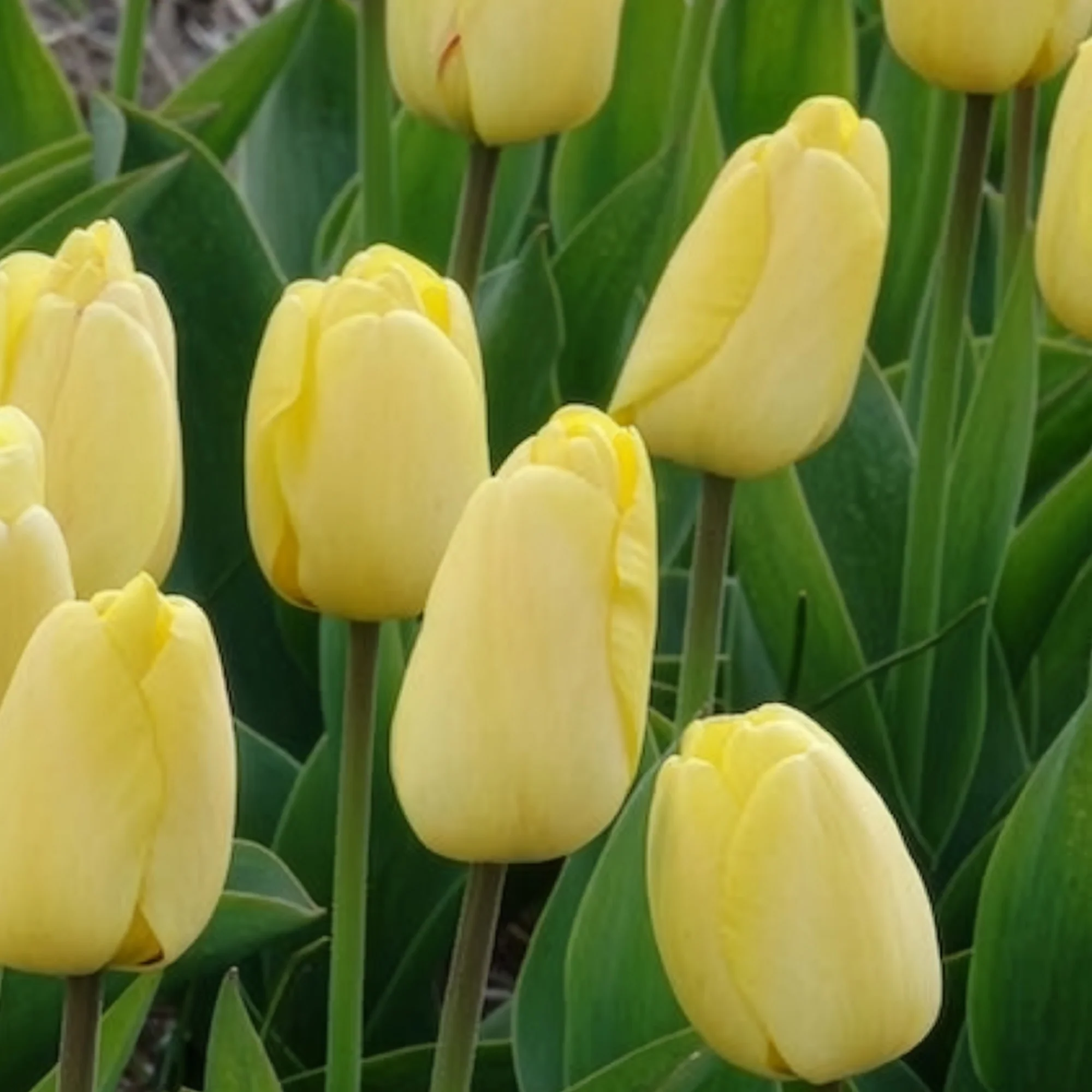 Tulpen Darwin Golden parade - Image 3