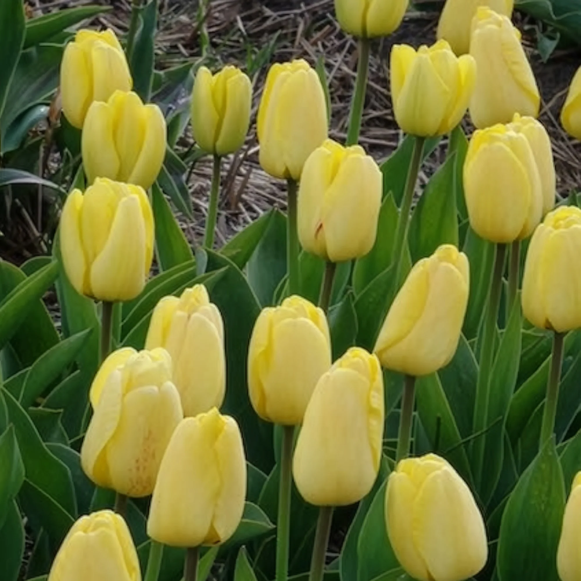 Tulpen Darwin Golden parade - Image 4