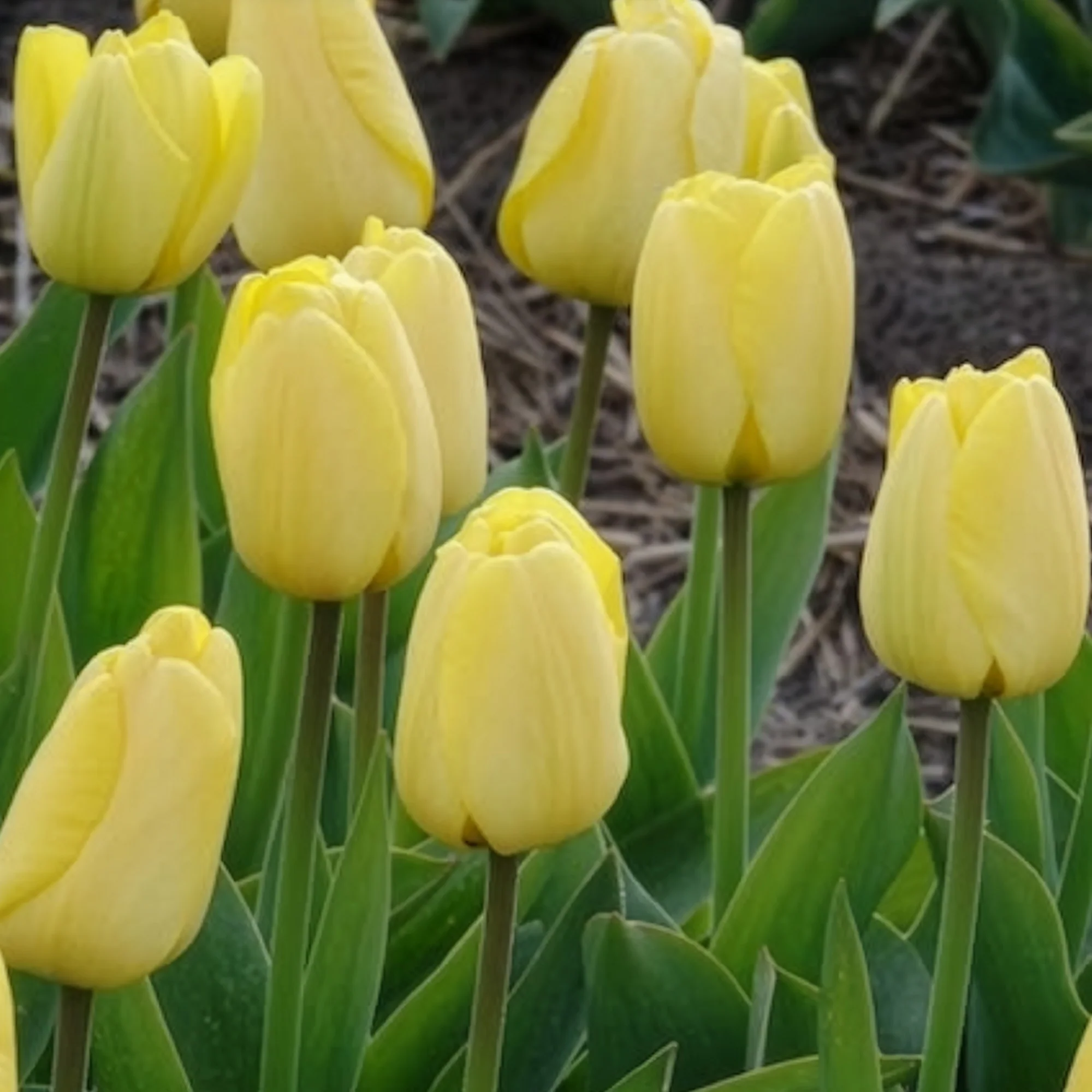 Tulpen Darwin Golden parade - Image 5