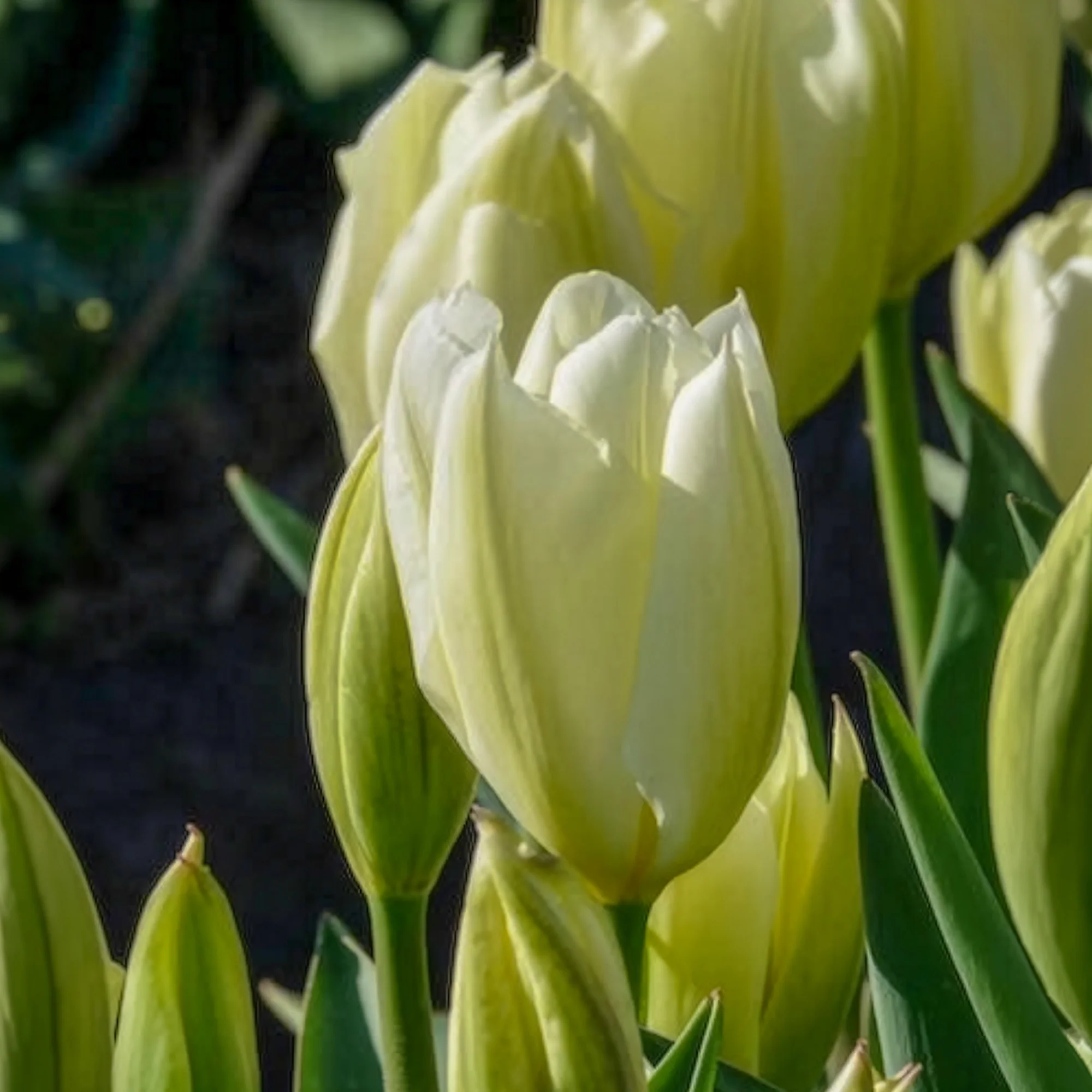 Tulpen Fosteriana Purissima - Image 8