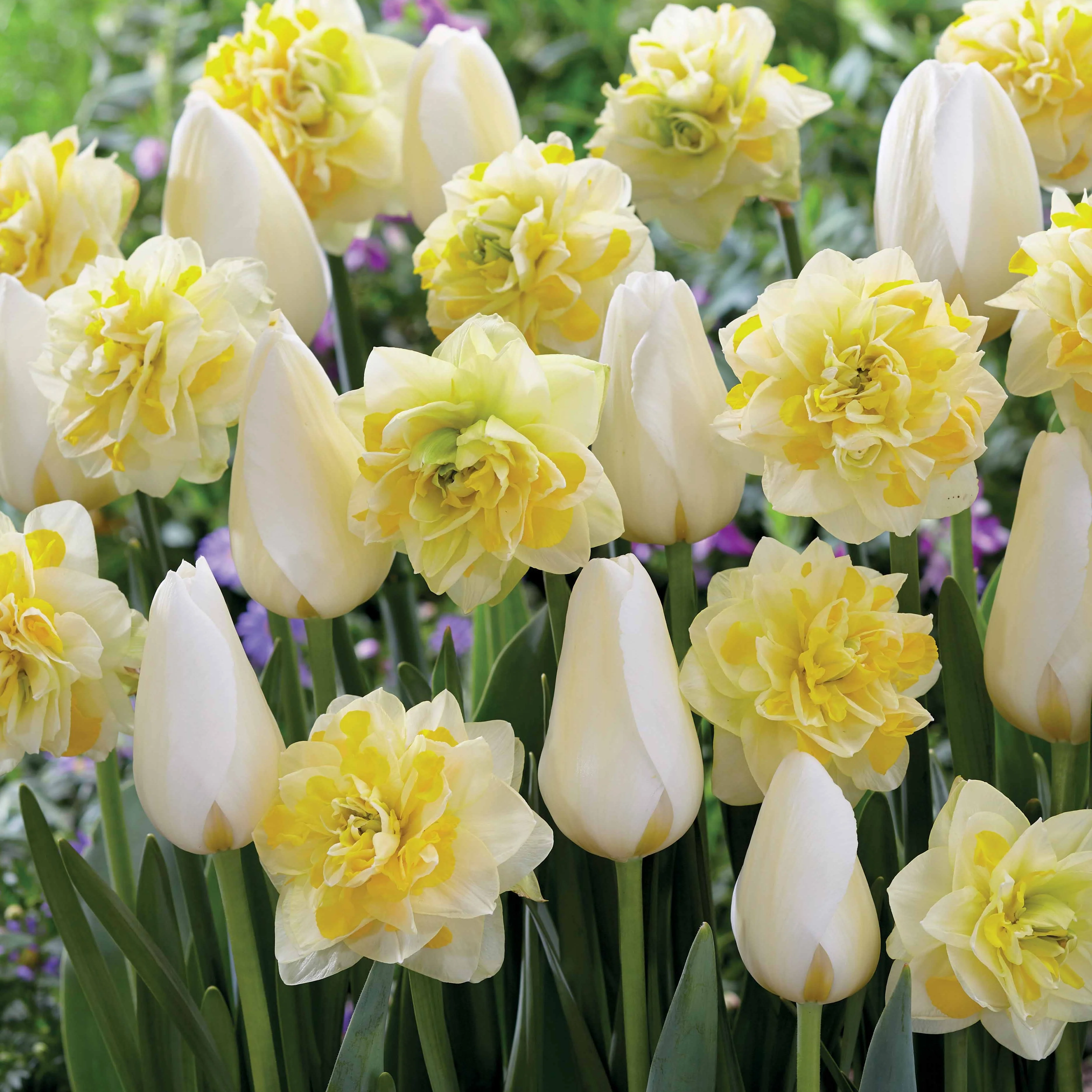 Tulpen 'Françoise' + Narcissen 'Sweet Pomponette' collectie (x20)