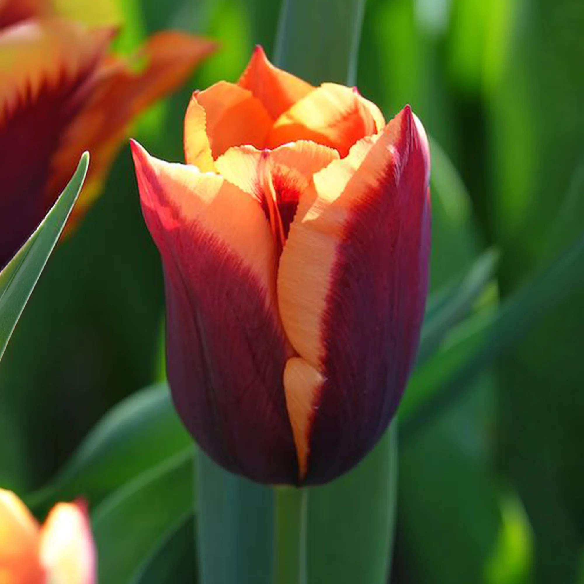 Tulpen 'Gavota' (x10) - Image 3