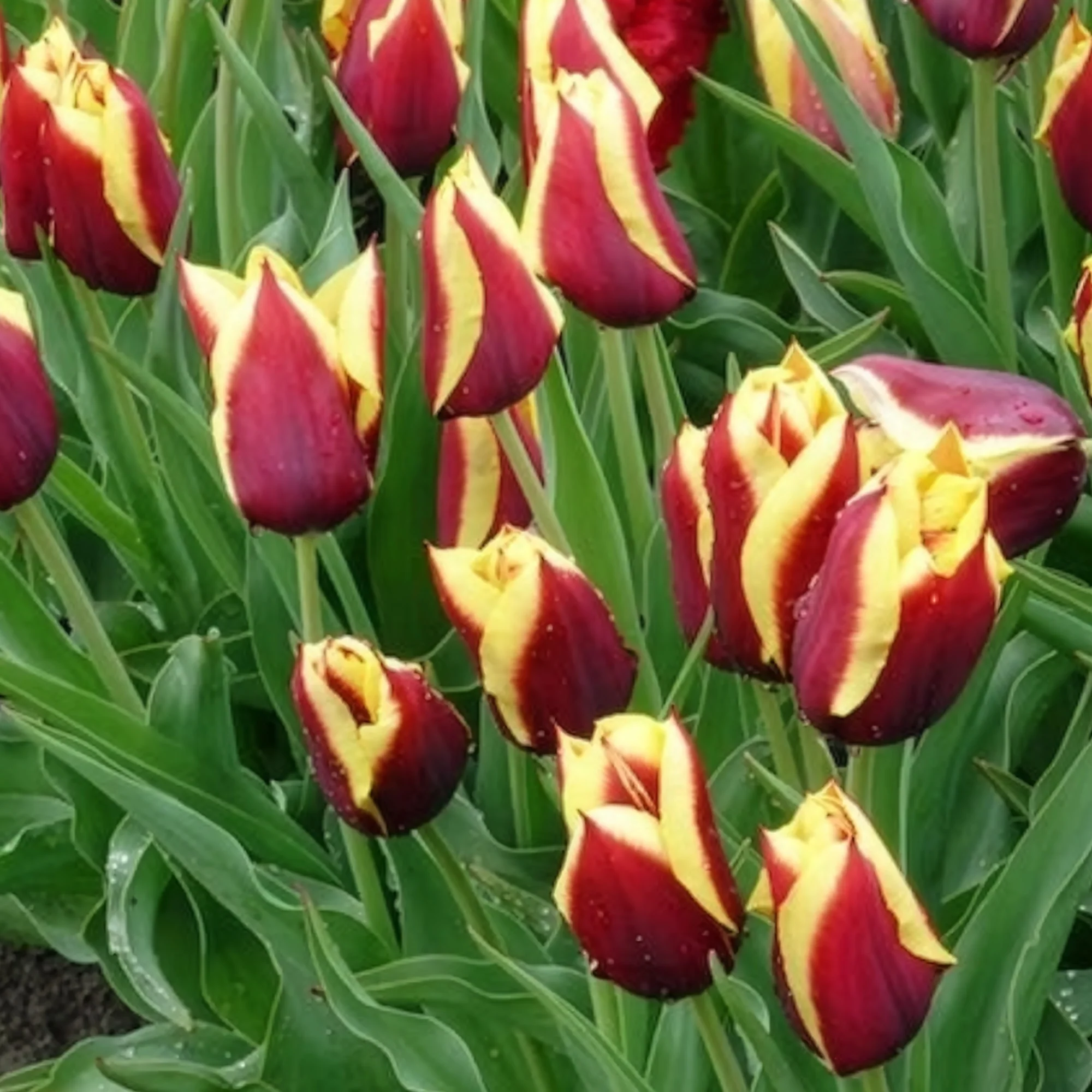 Tulpen 'Gavota' (x10) - Image 4