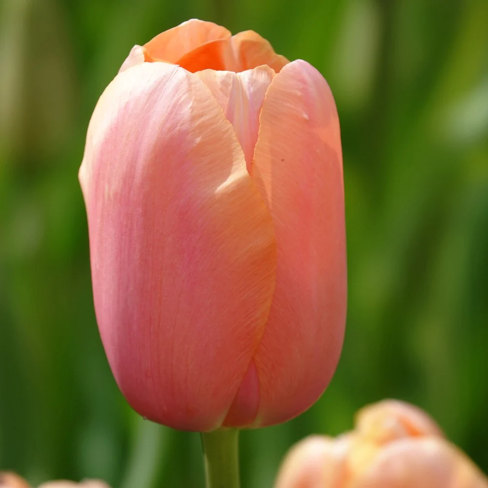 Tulpen Menton - Image 2