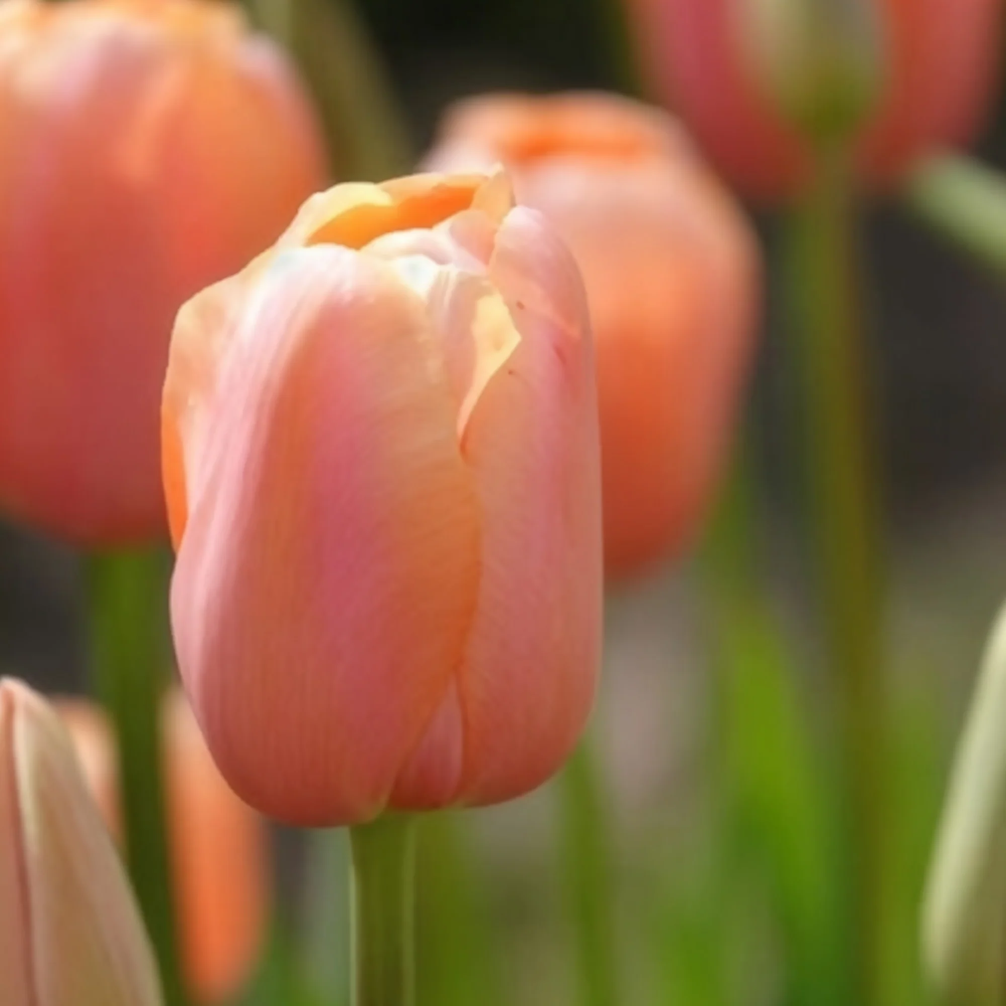 Tulpen Menton - Image 3