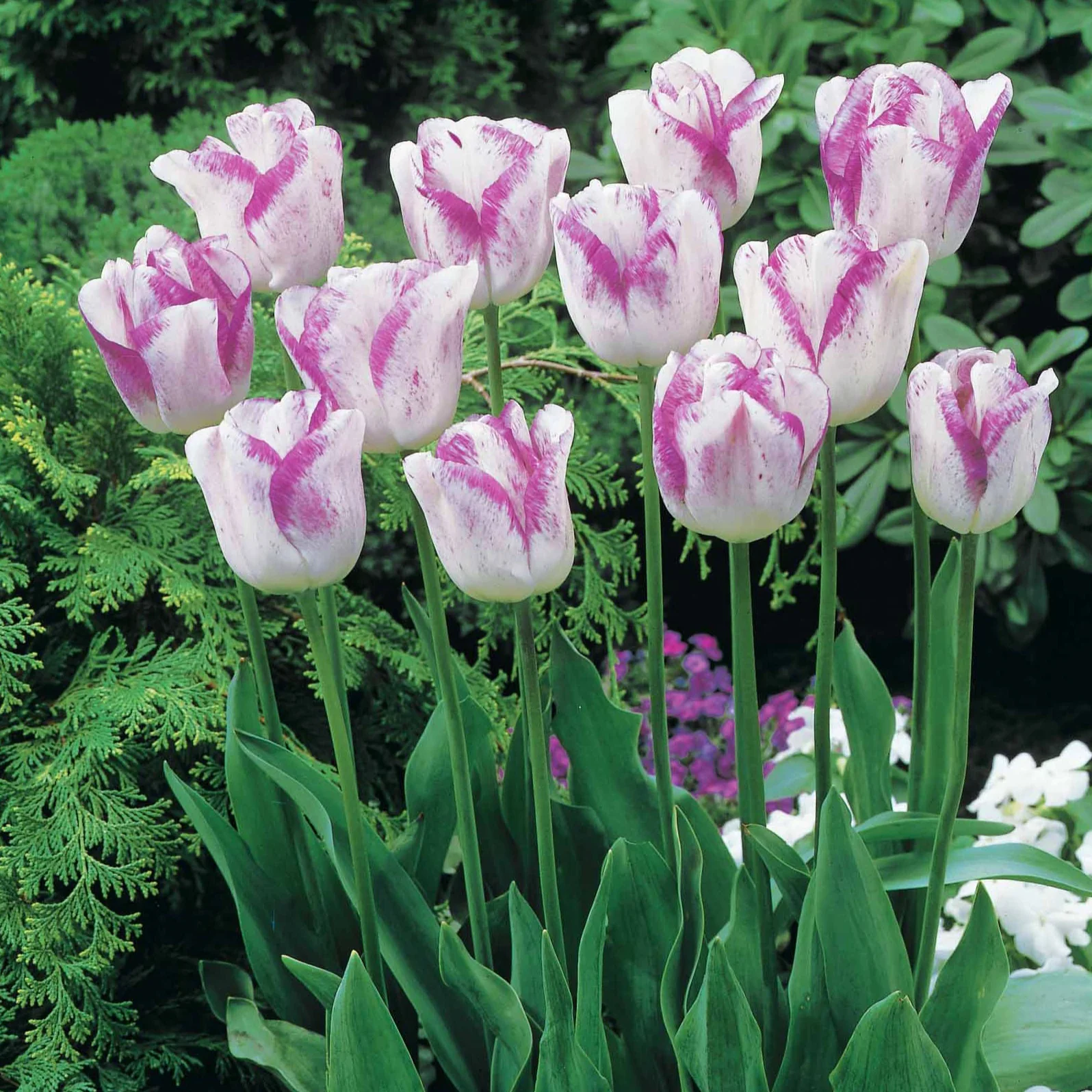 Tulpen romantiek gemengd: 'Angelique' + 'Shirley' (x20) - Image 3