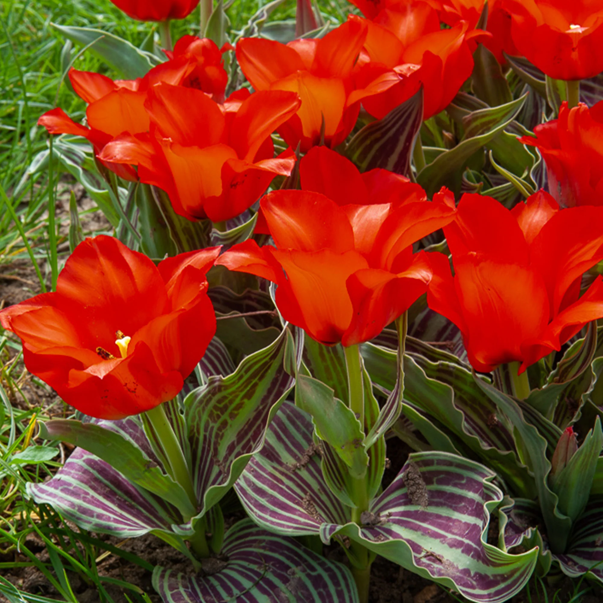 Miniatuur 1