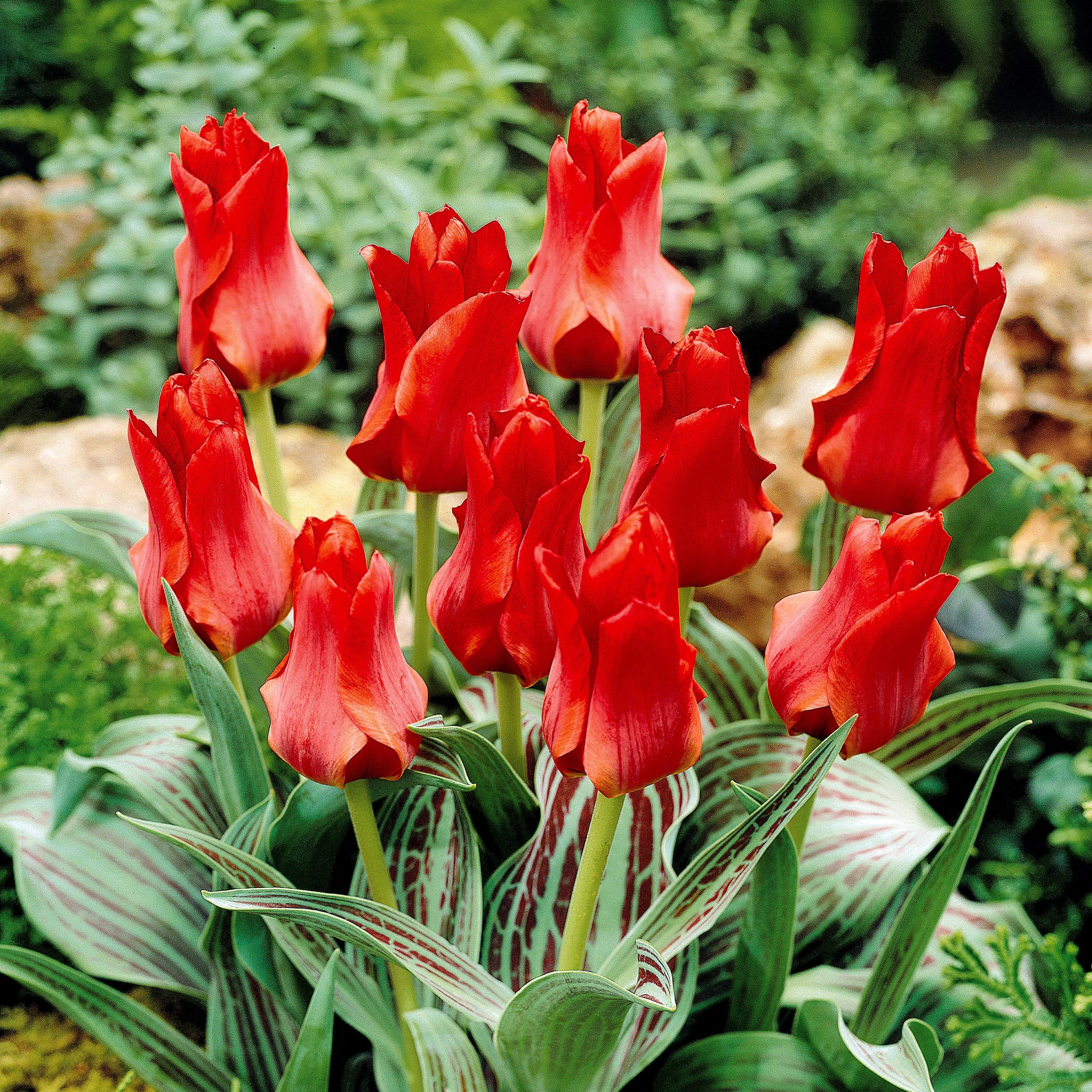 Tulpen Roodkapje (x10) - Image 3