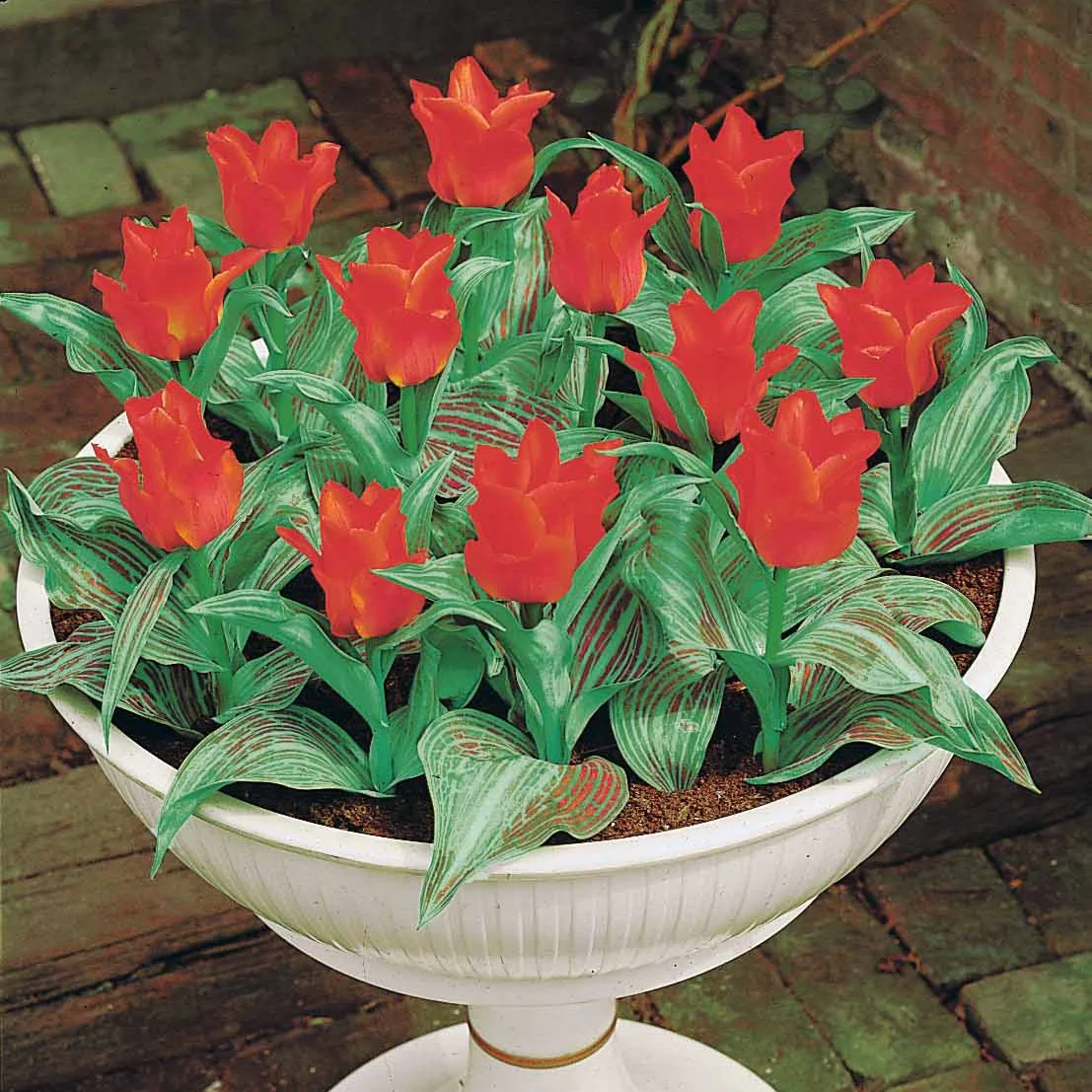 Tulpen Roodkapje (x10) - Image 5