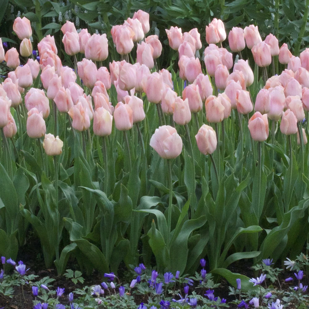 Tulpen Triomphe Apricot Beauty - Image 2