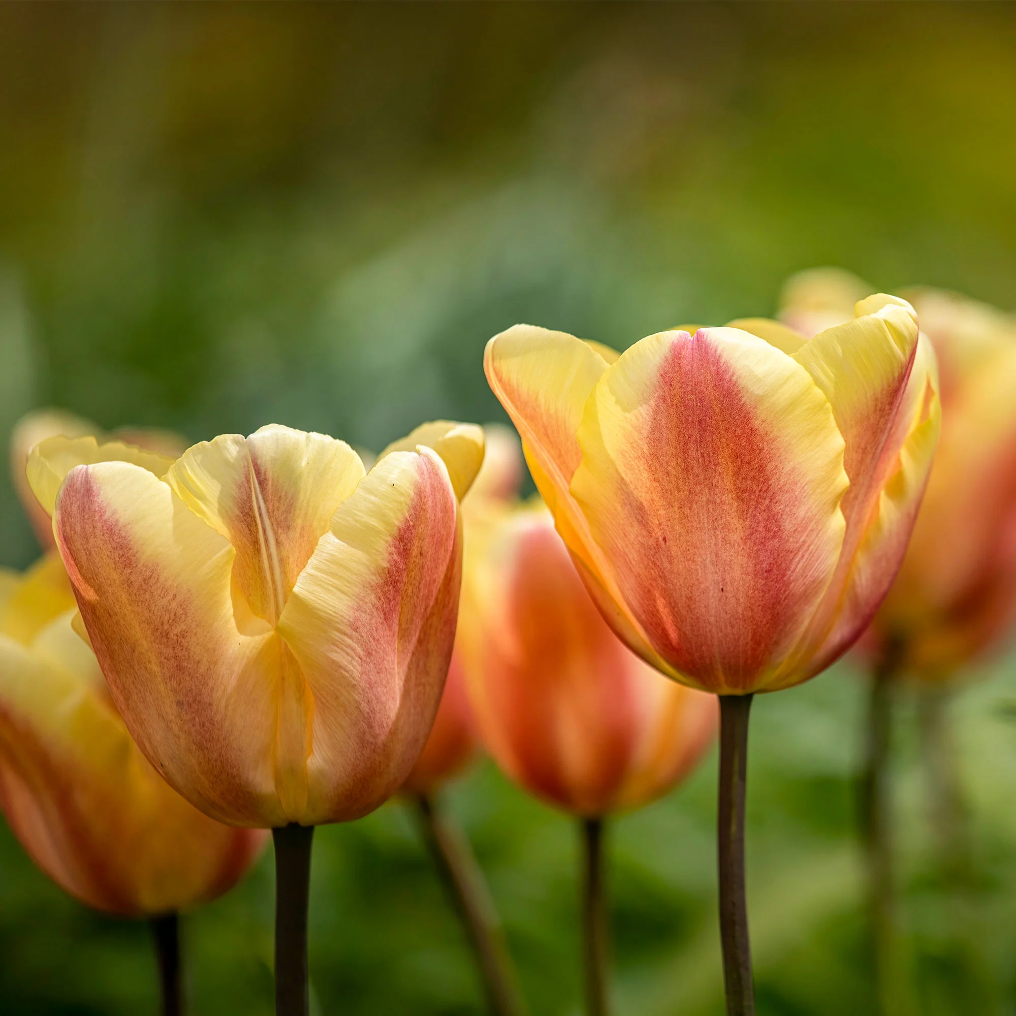 Tulpen Triomphe Apricot Foxx