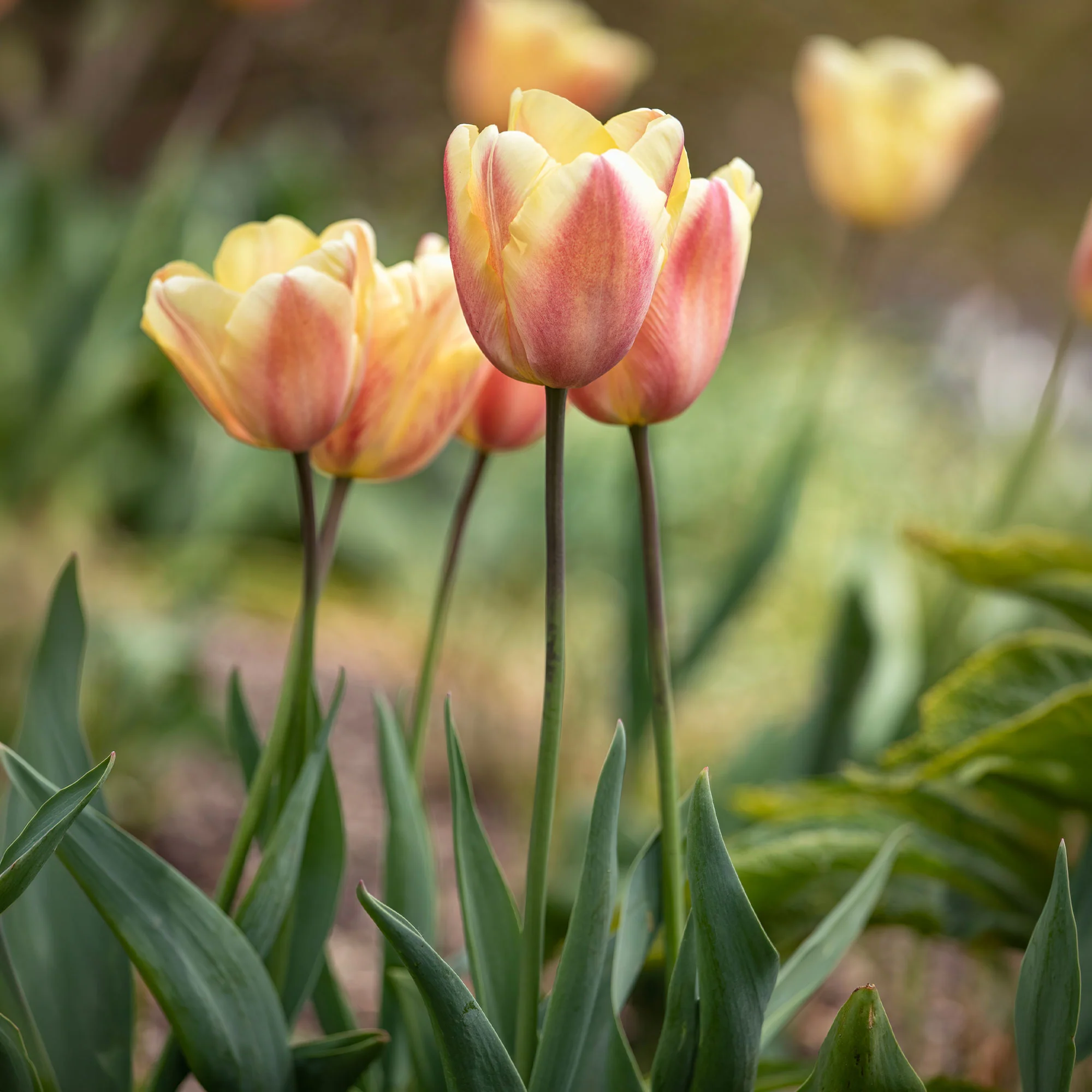 Tulpen Triomphe Apricot Foxx - Image 2