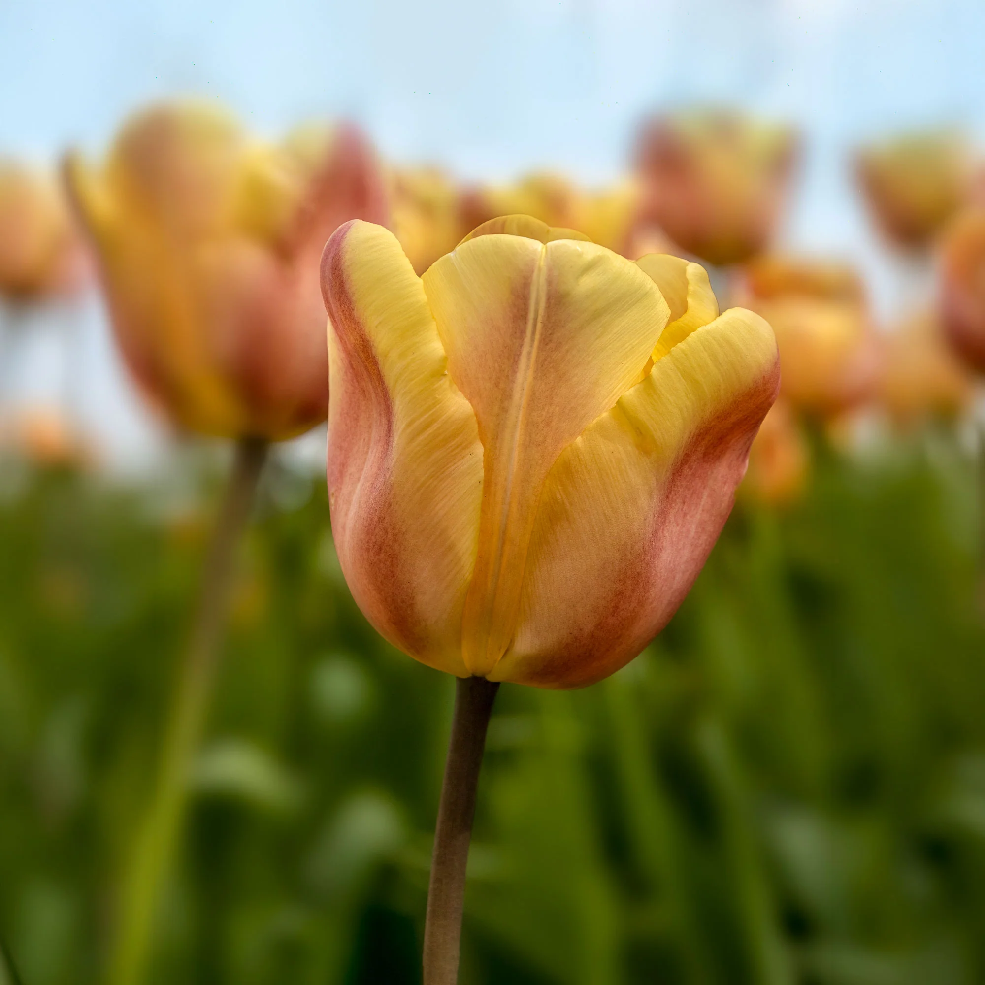 Tulpen Triomphe Apricot Foxx - Image 3