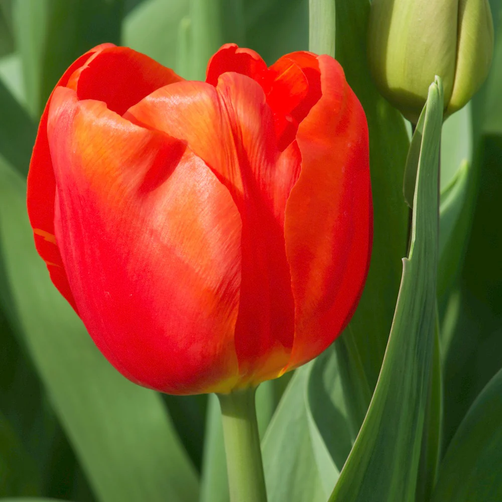 Tulpen Triomphe Cadans (x10)