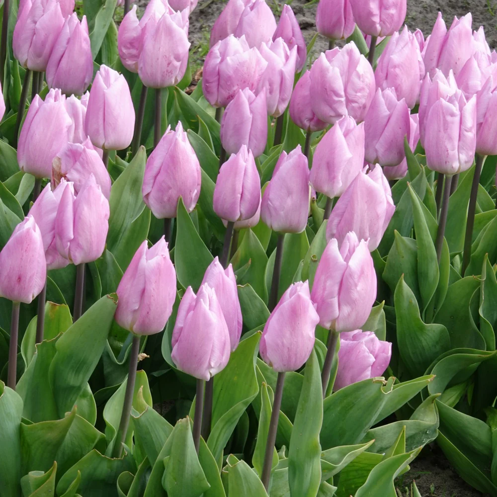 Tulpen Triomphe Candy Prince