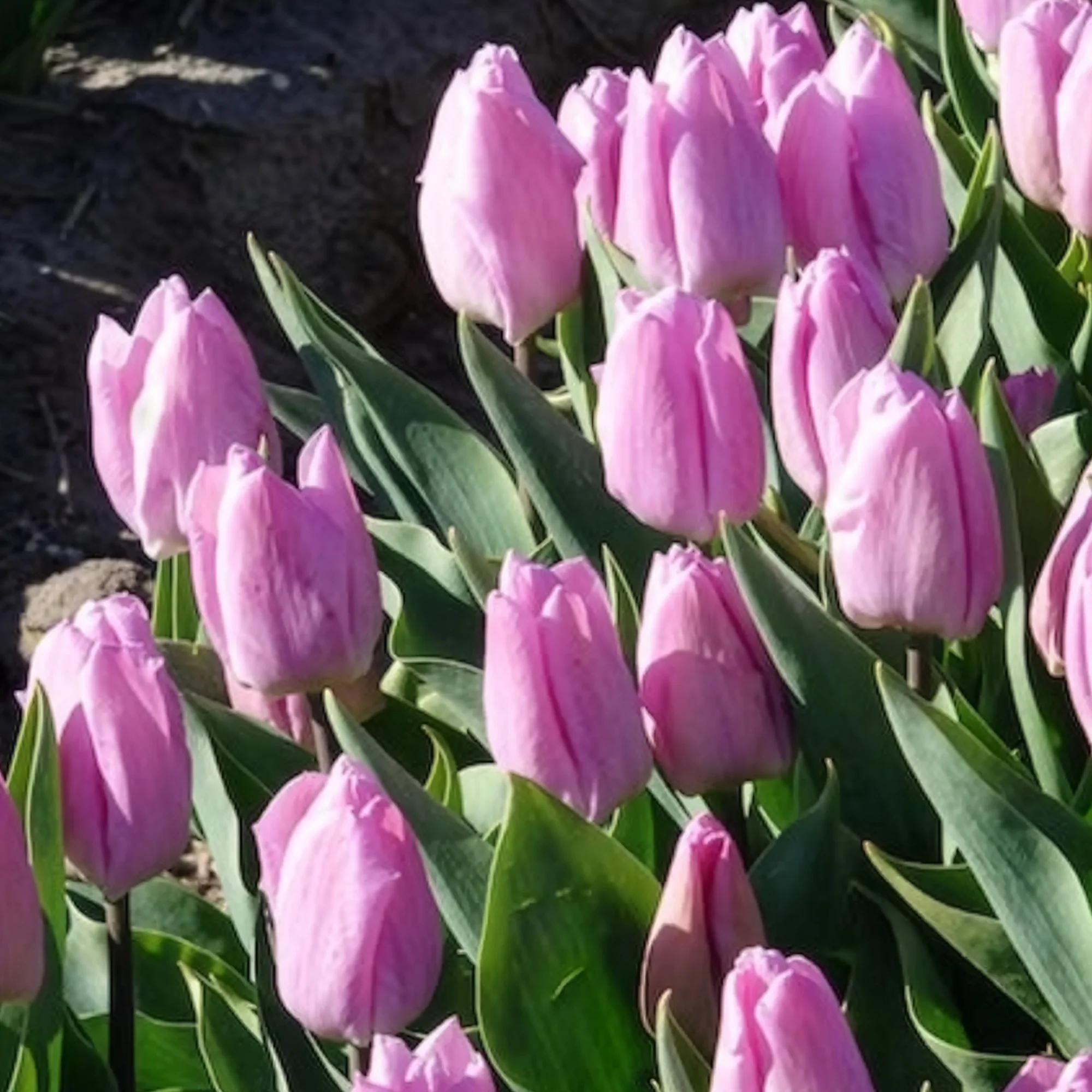 Tulpen Triomphe Candy Prince - Image 2