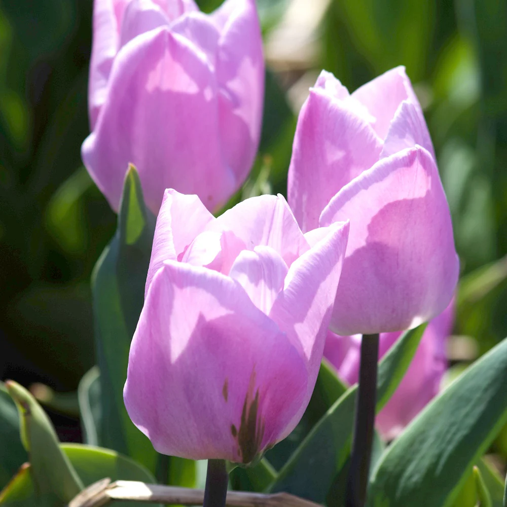 Tulpen Triomphe Candy Prince - Image 3