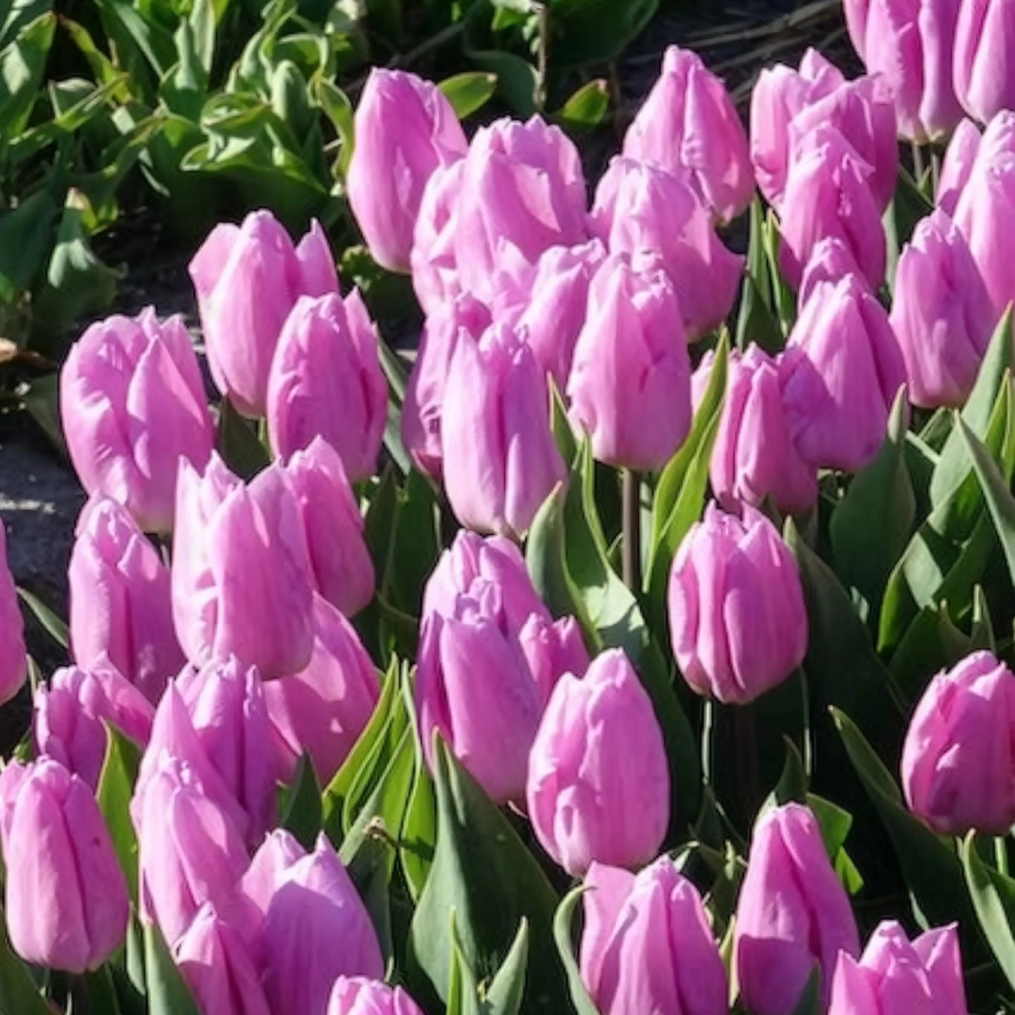 Tulpen Triomphe Candy Prince - Image 5