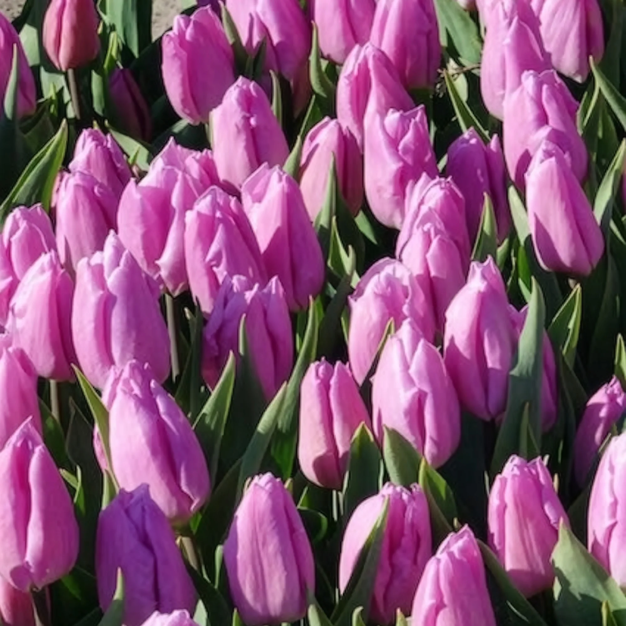 Tulpen Triomphe Candy Prince - Image 8