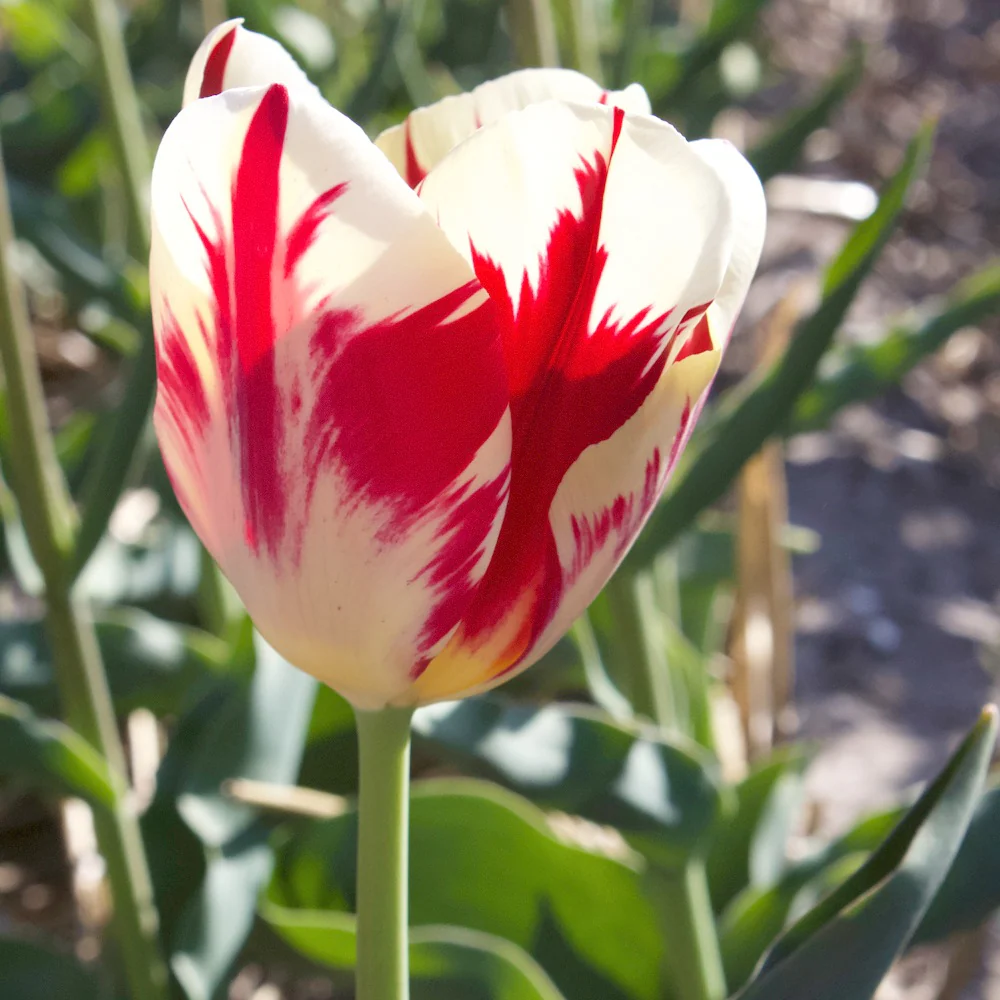 Tulpen Triomphe Carnaval de Rio