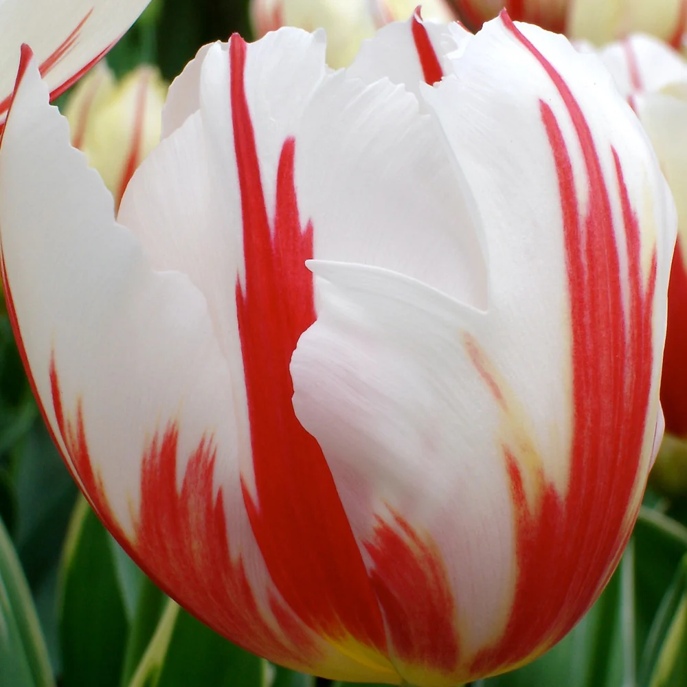 Tulpen Triomphe Carnaval de Rio - Image 3