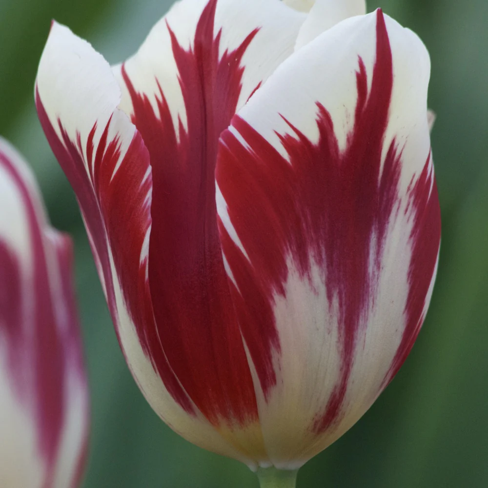 Tulpen Triomphe Grand Perfection