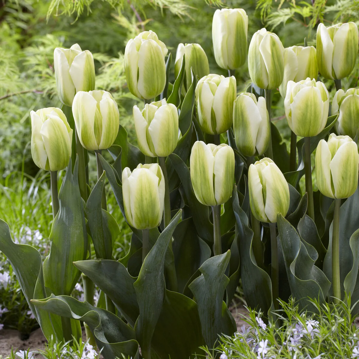Tulpen Triomphe Green Spirit