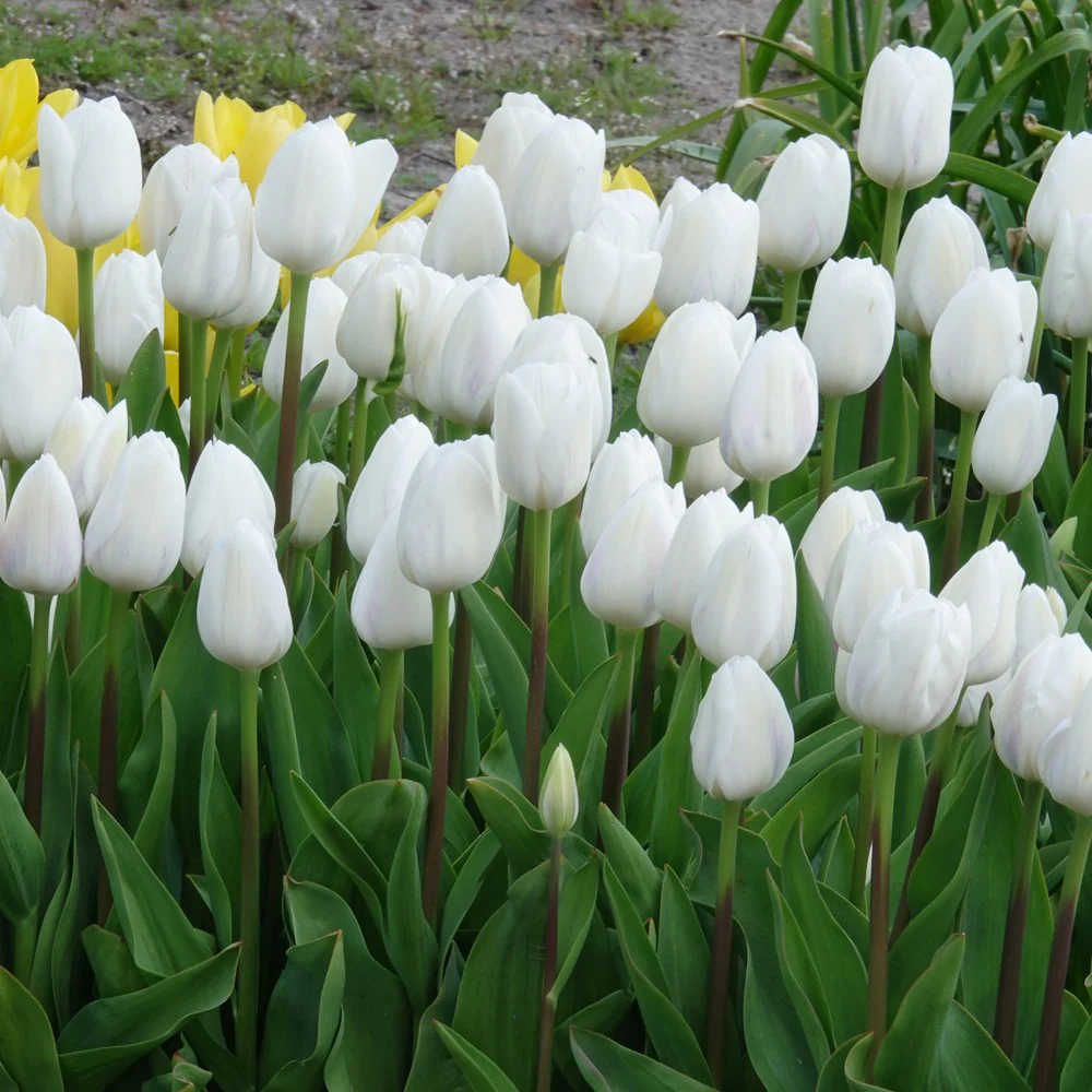 Tulpen Triomphe Royal Virgin - Image 2