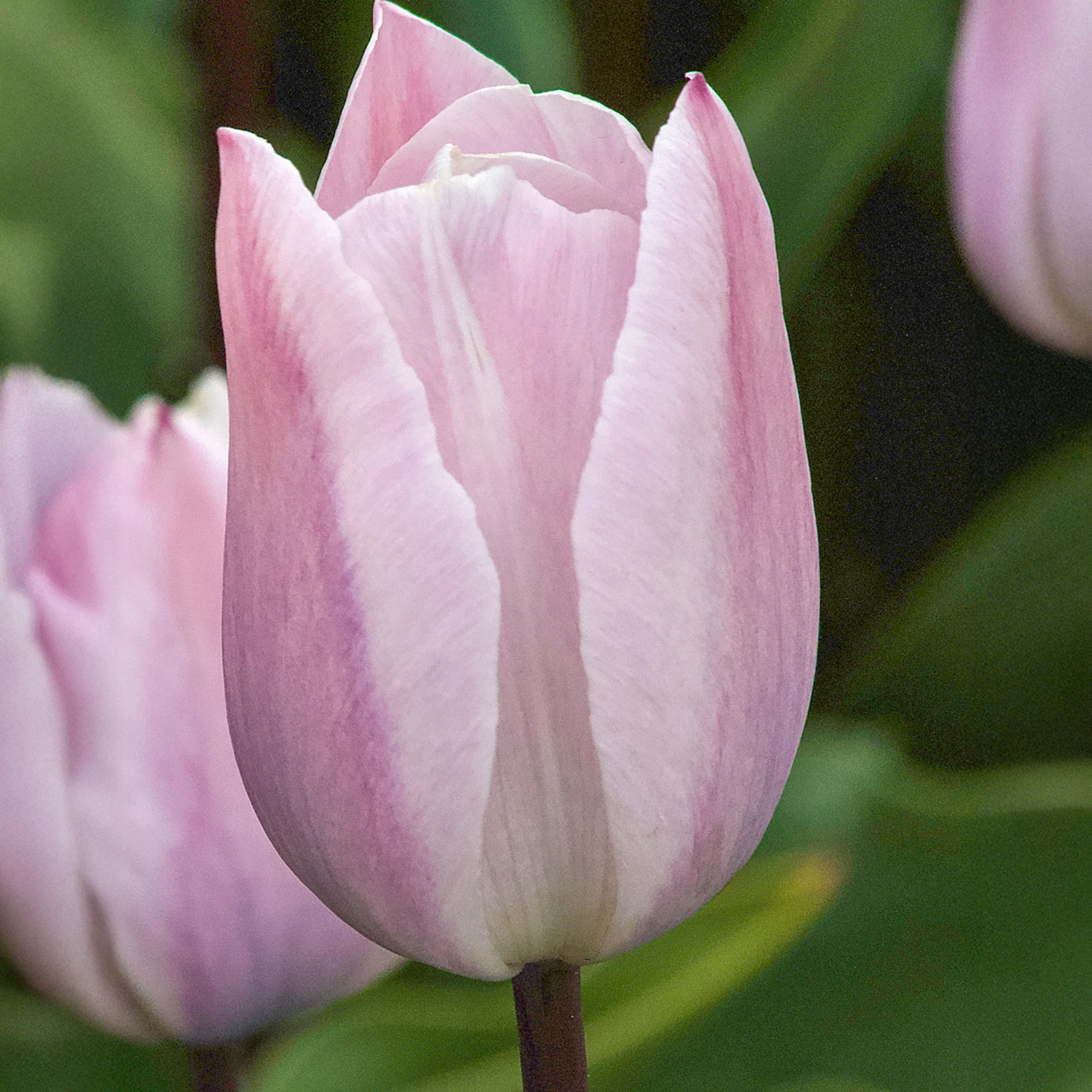 Tulpen Triomphe Silver Cloud