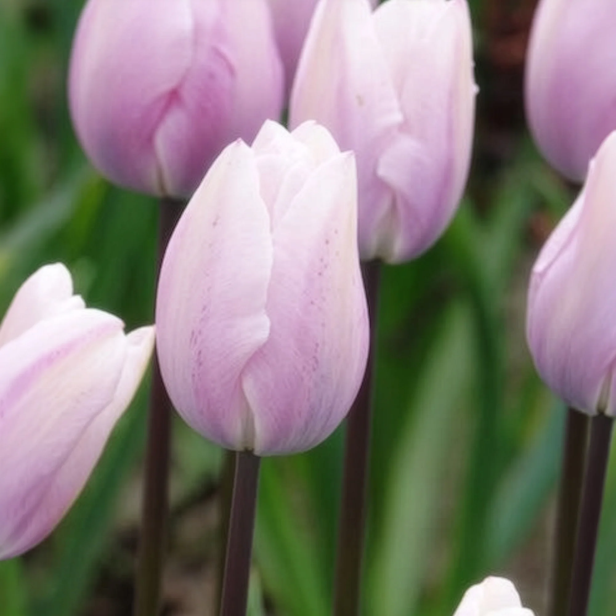 Tulpen Triomphe Silver Cloud - Image 3