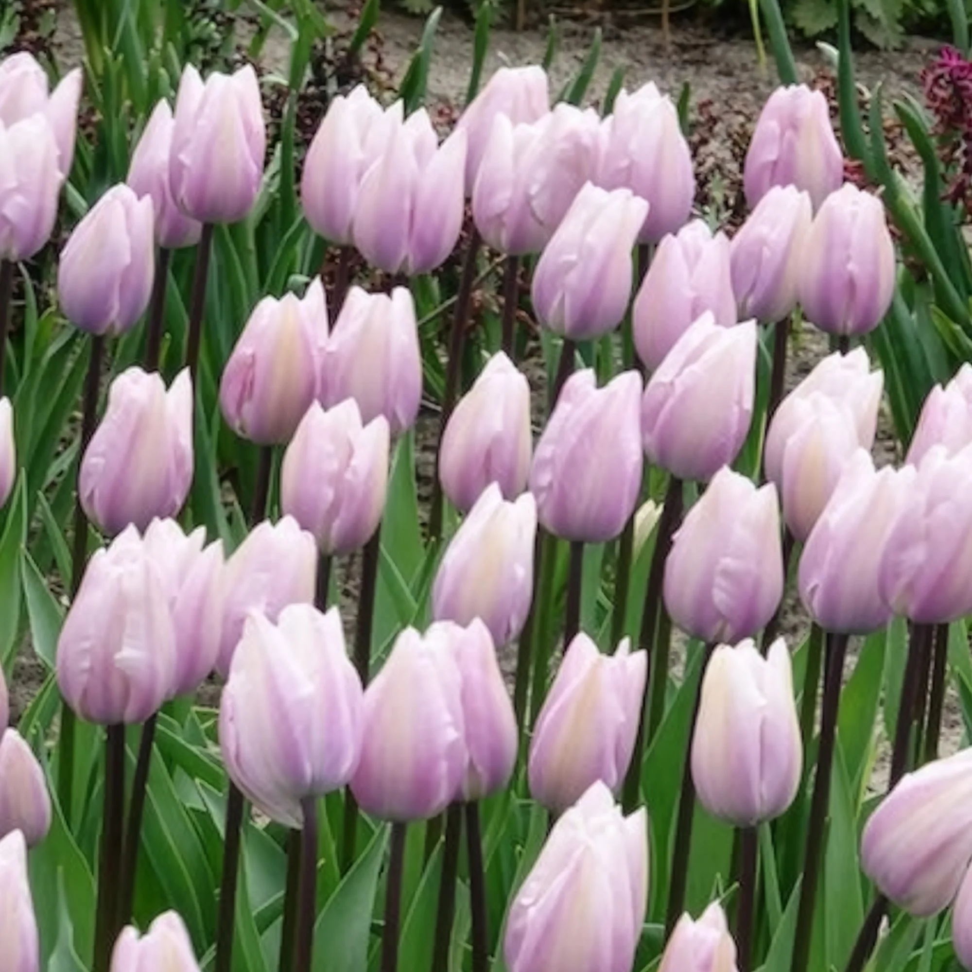 Tulpen Triomphe Silver Cloud - Image 4