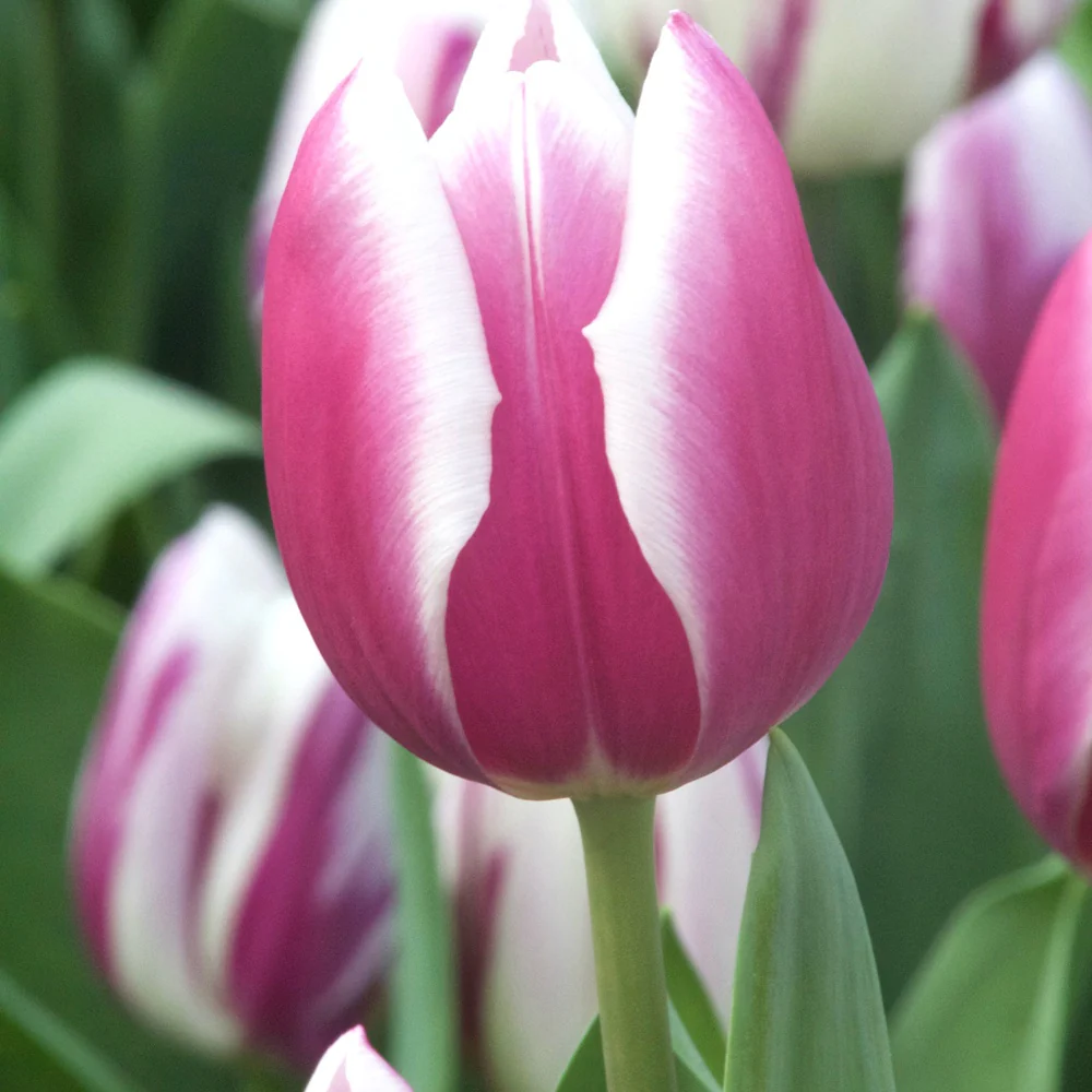 Tulpen Triomphe Synaeda blue (x10)